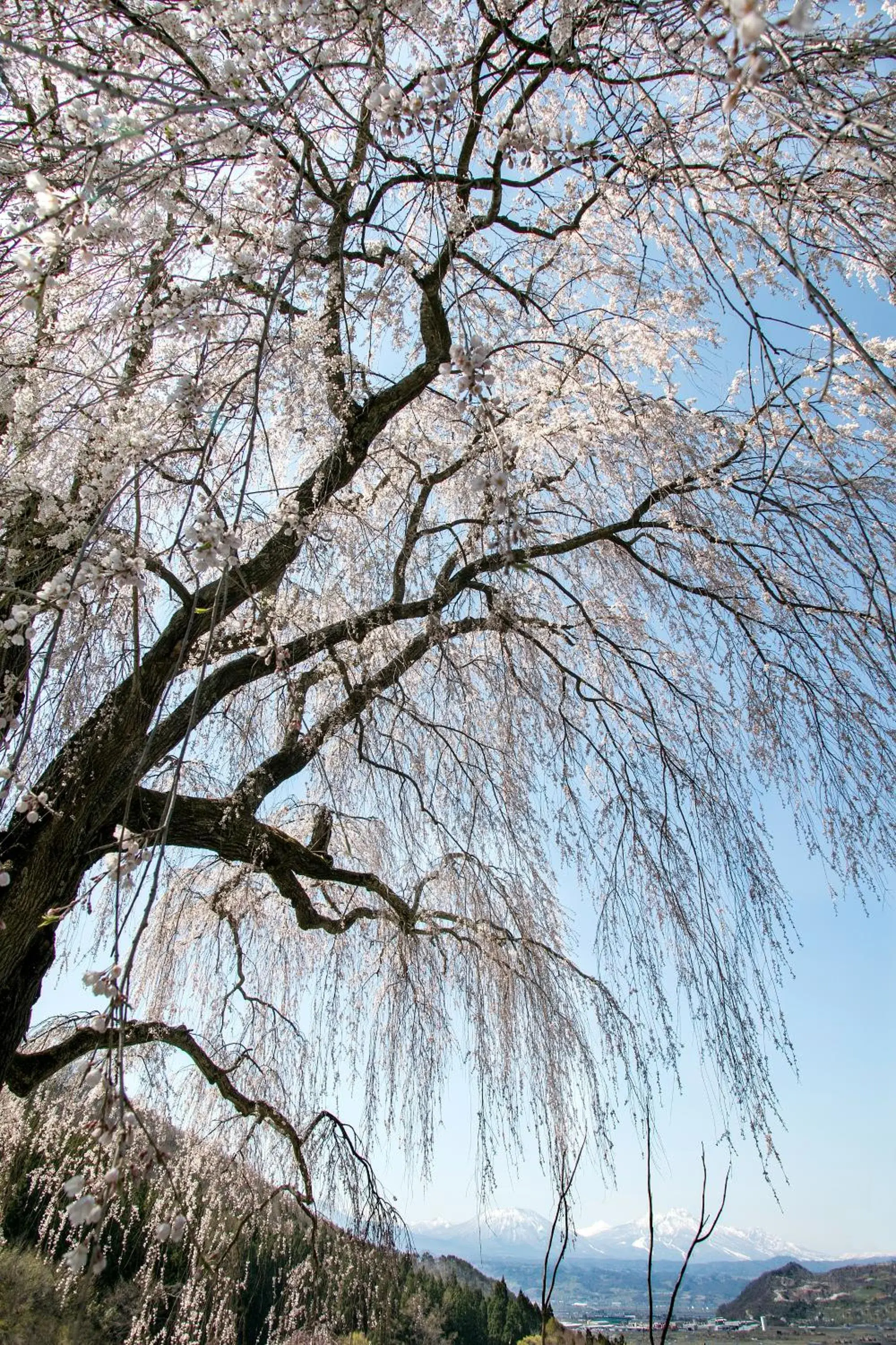 Spring, Winter in Ryokan Warabino
