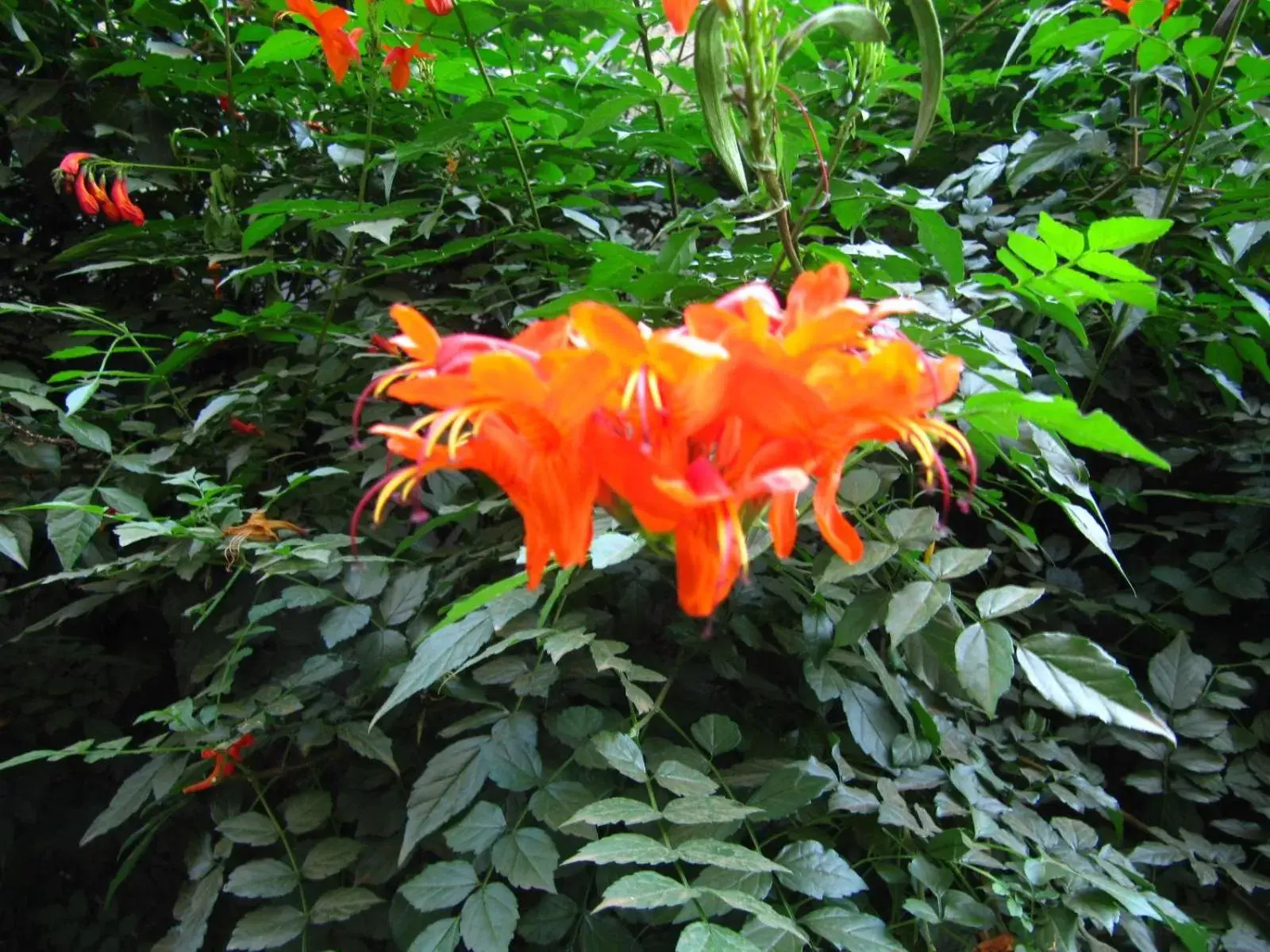 Garden in Korona Villa Lodge