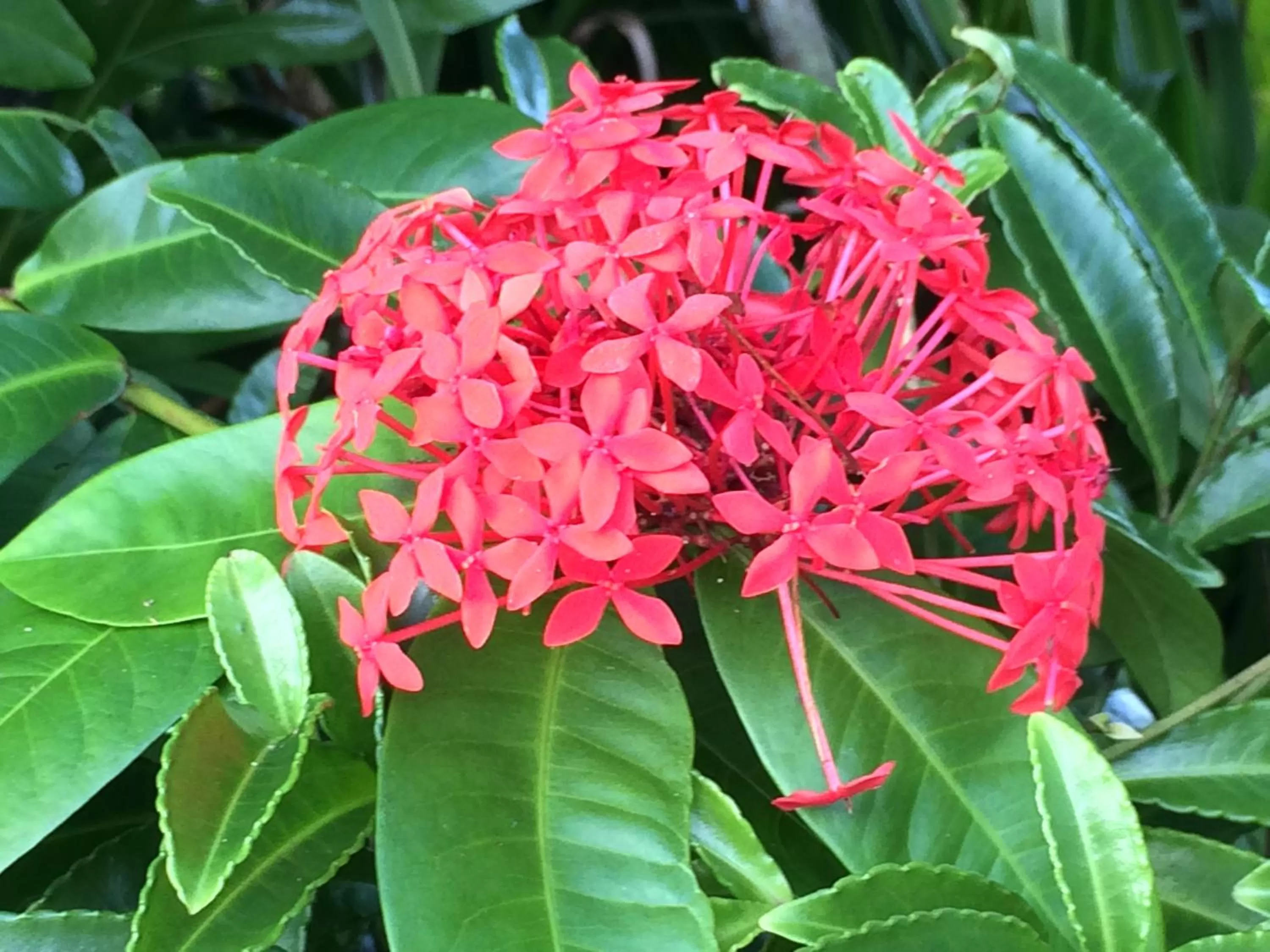 Garden in Hilo Bay Oceanfront Bed and Breakfast