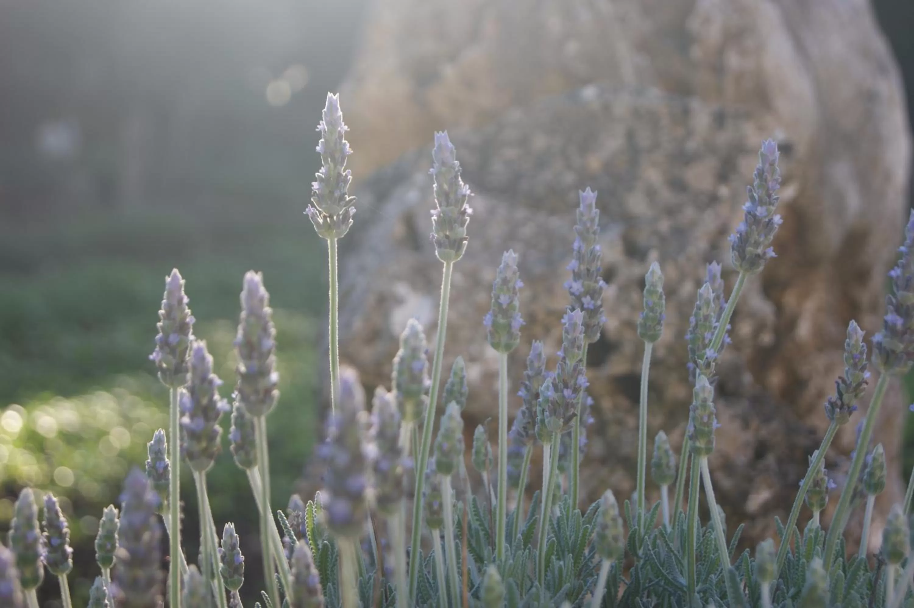 View (from property/room), Other Animals in Arome B&B