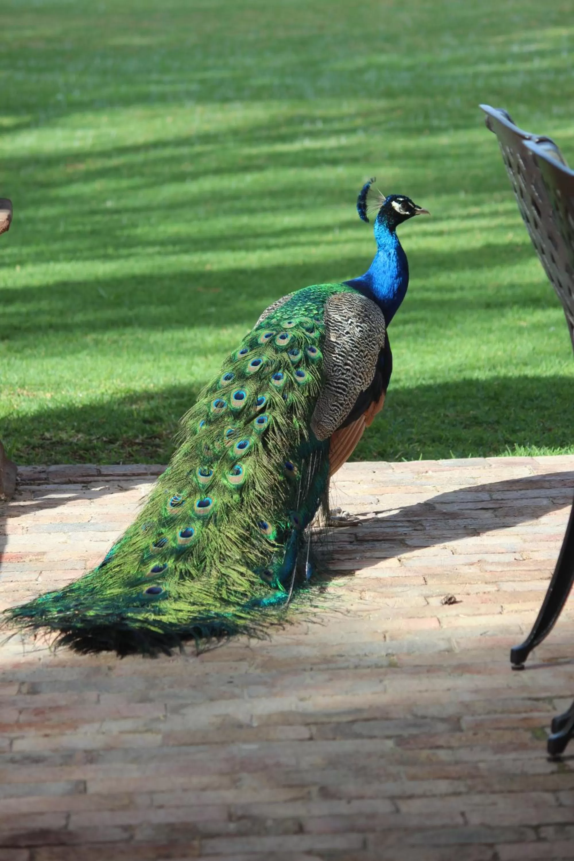 Patio, Other Animals in Argyll B&B