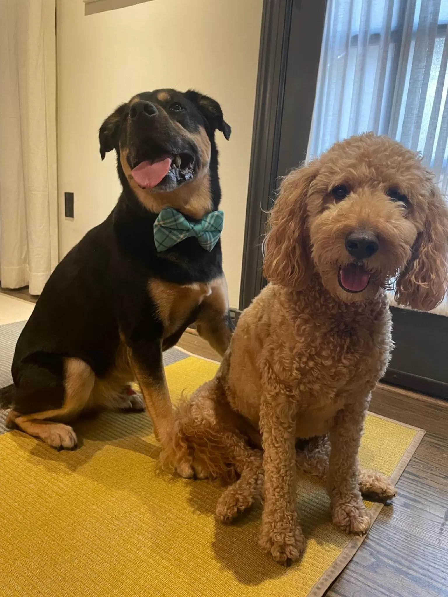 Pets in The Poppy Georgetown Guesthouse and Gardens