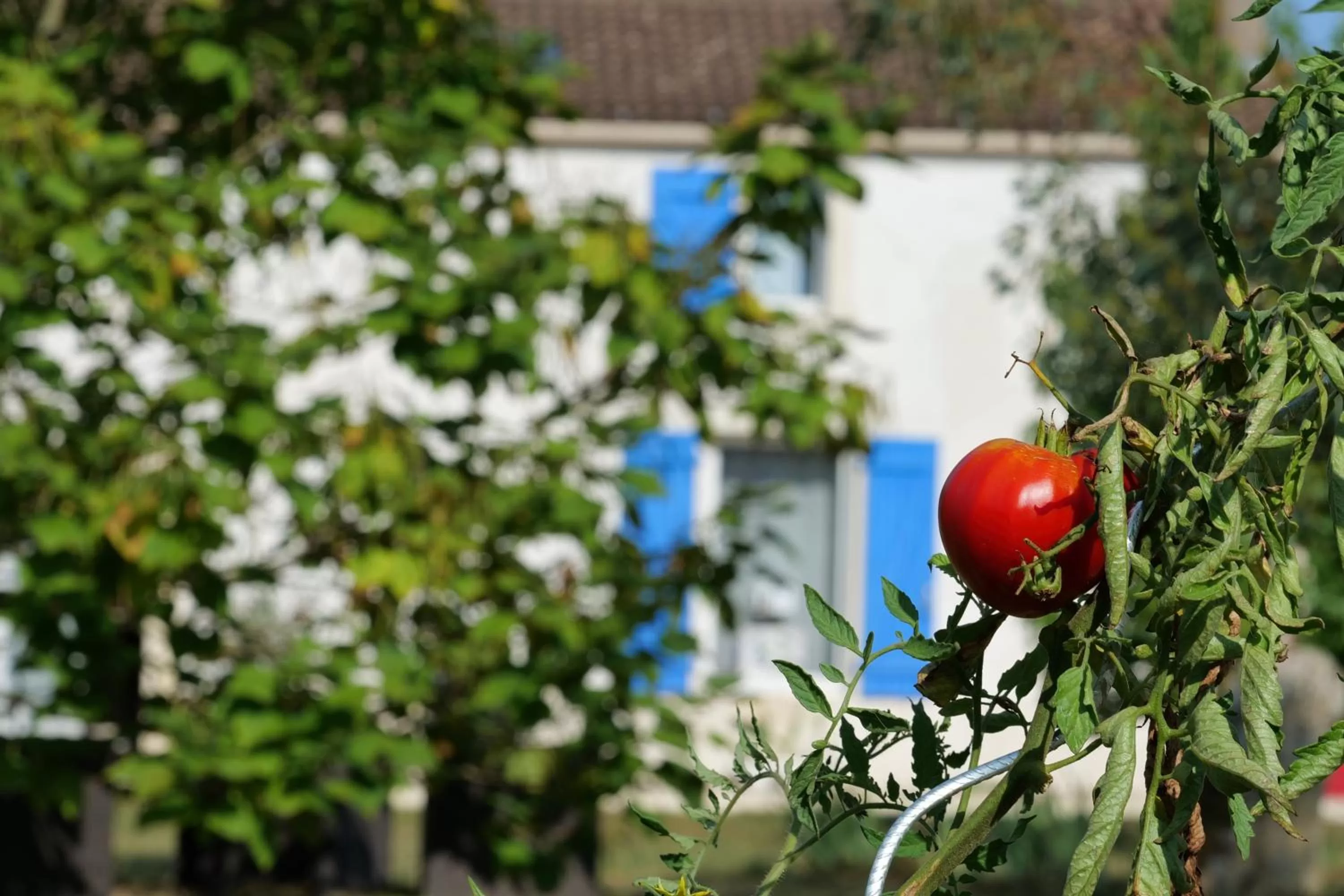 Garden in MOULIN DE MAUZAC