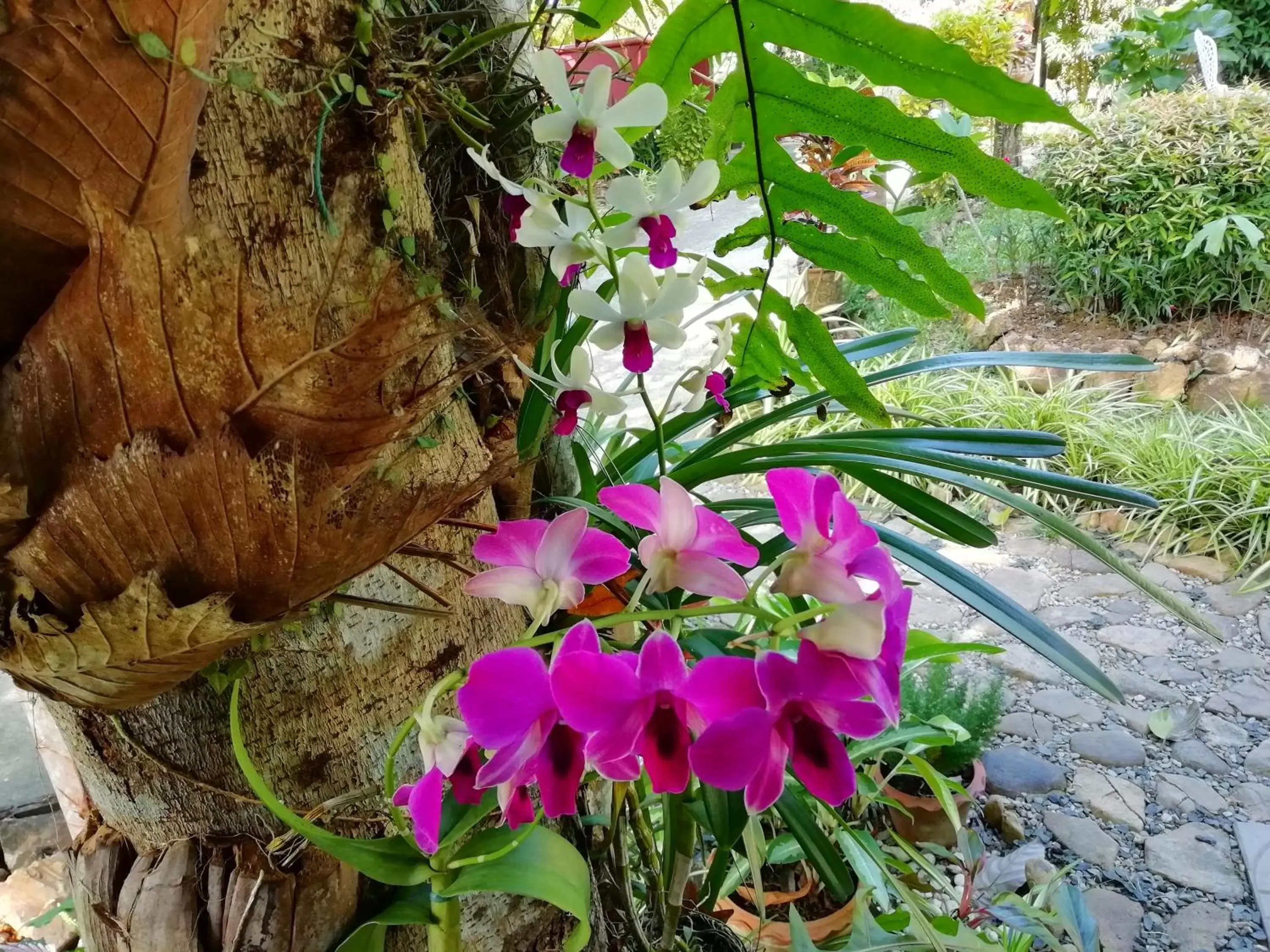 Garden in Macura Resort