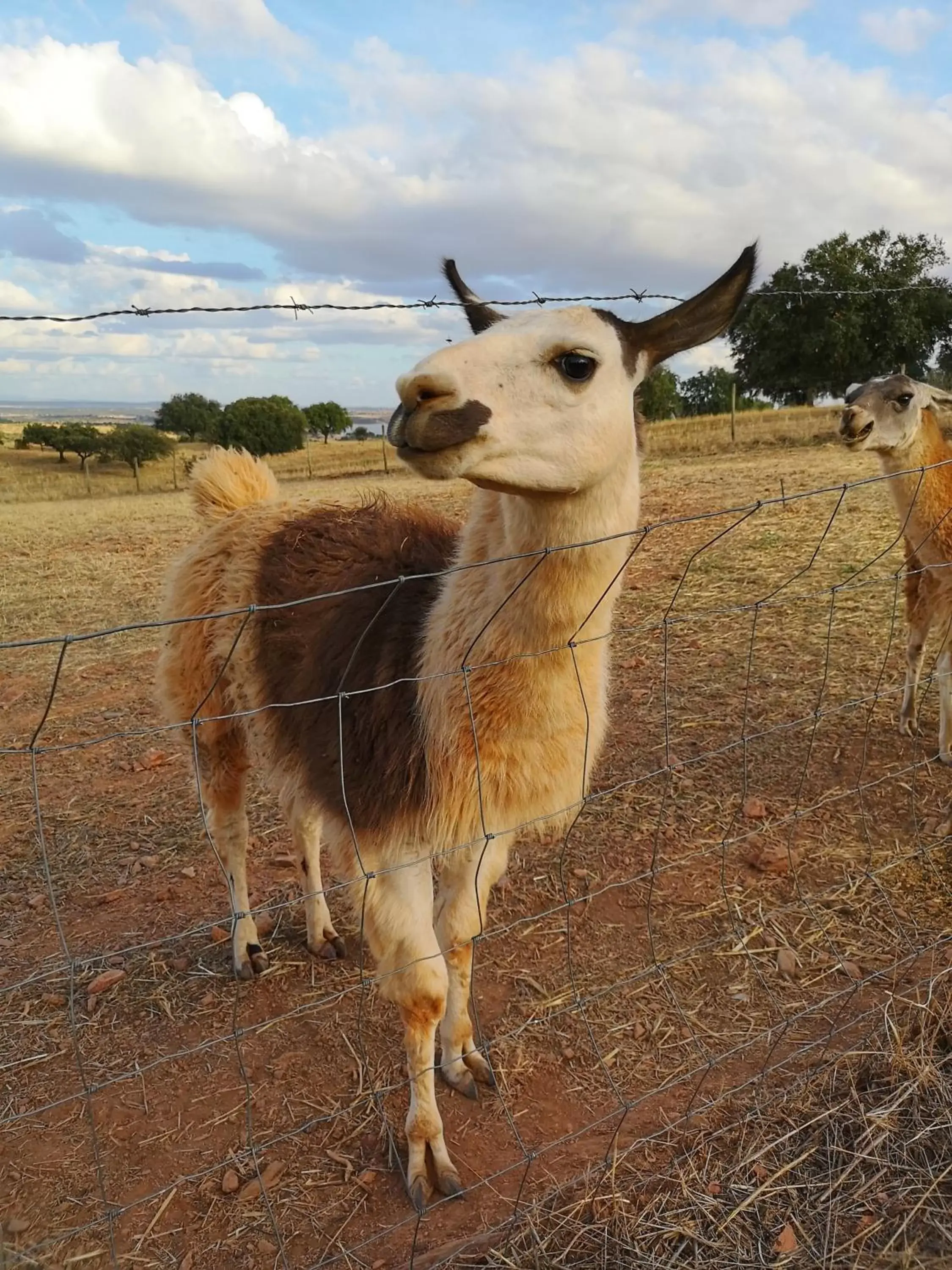 Pets in Monte Santa Catarina