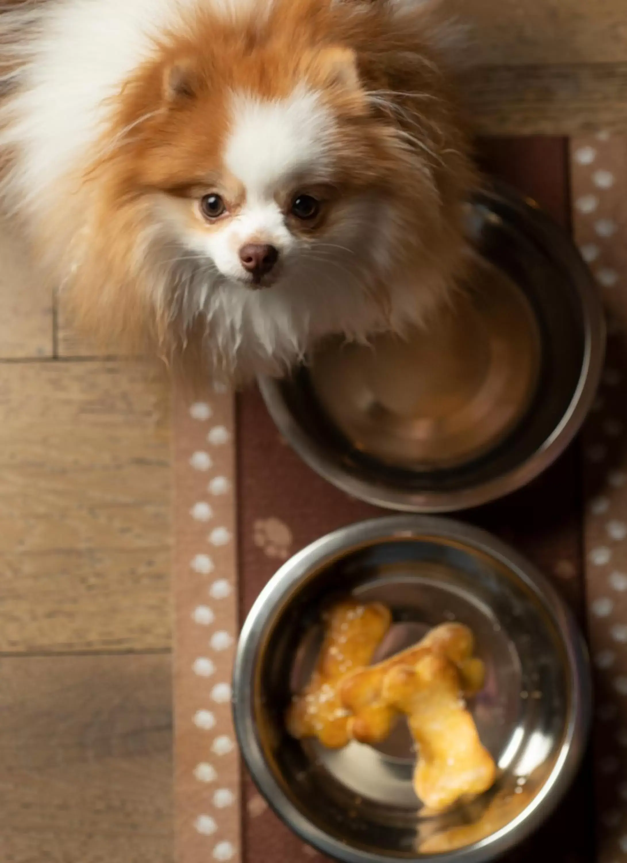 Pets in Rosewood Inn of the Anasazi