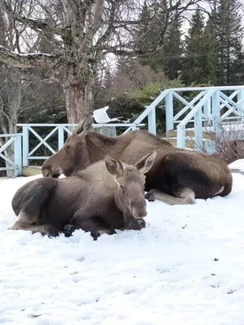 Other Animals in Halcyon Heights B&B/Inn