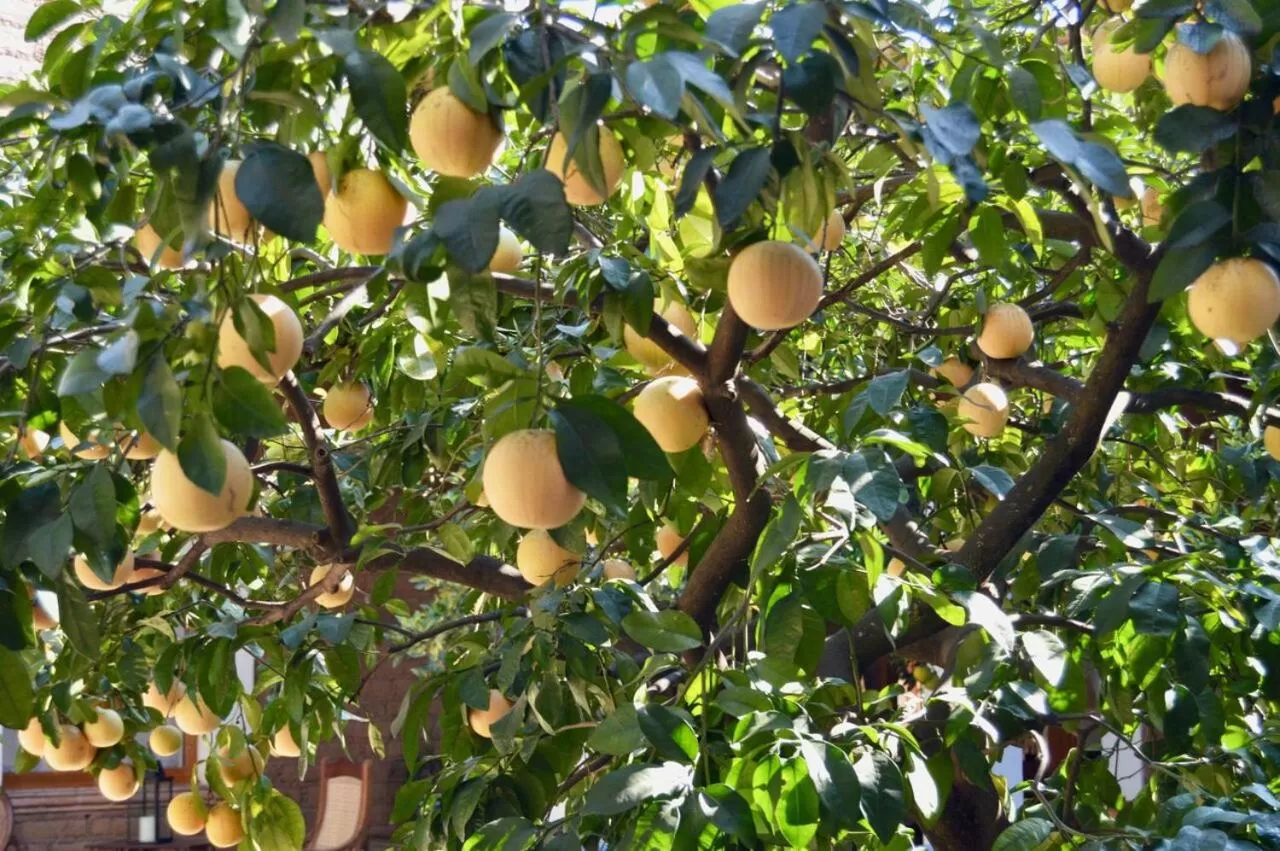 Property building in Casa Pixan