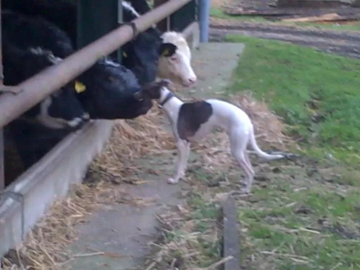 Property building in Murcott Mill