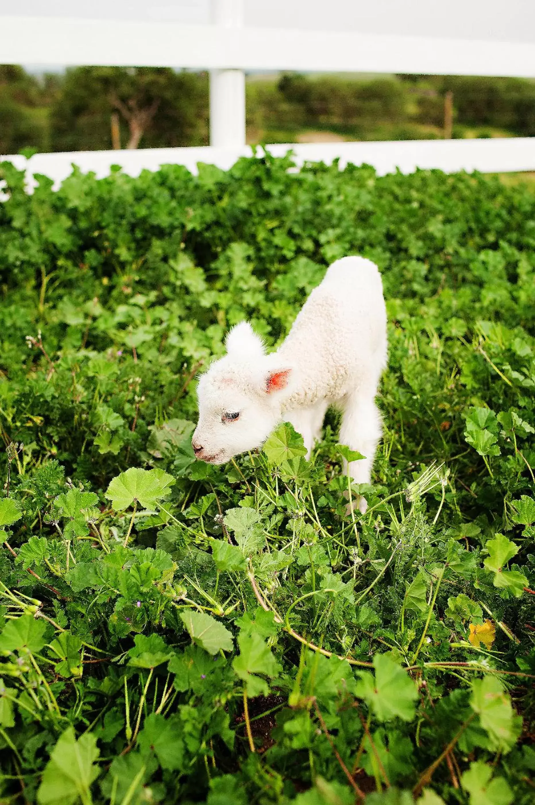 Other Animals in Rêves de Moutons