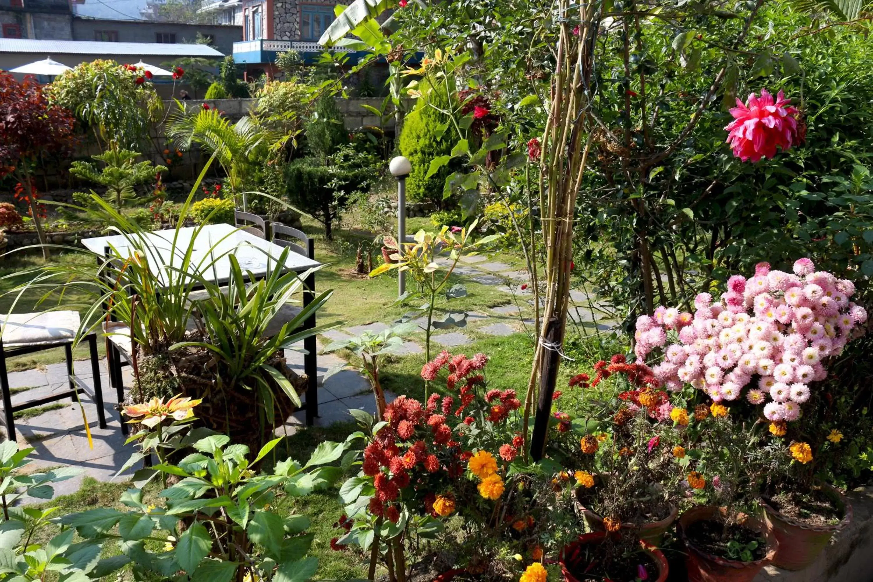 Garden in Hotel Orchid