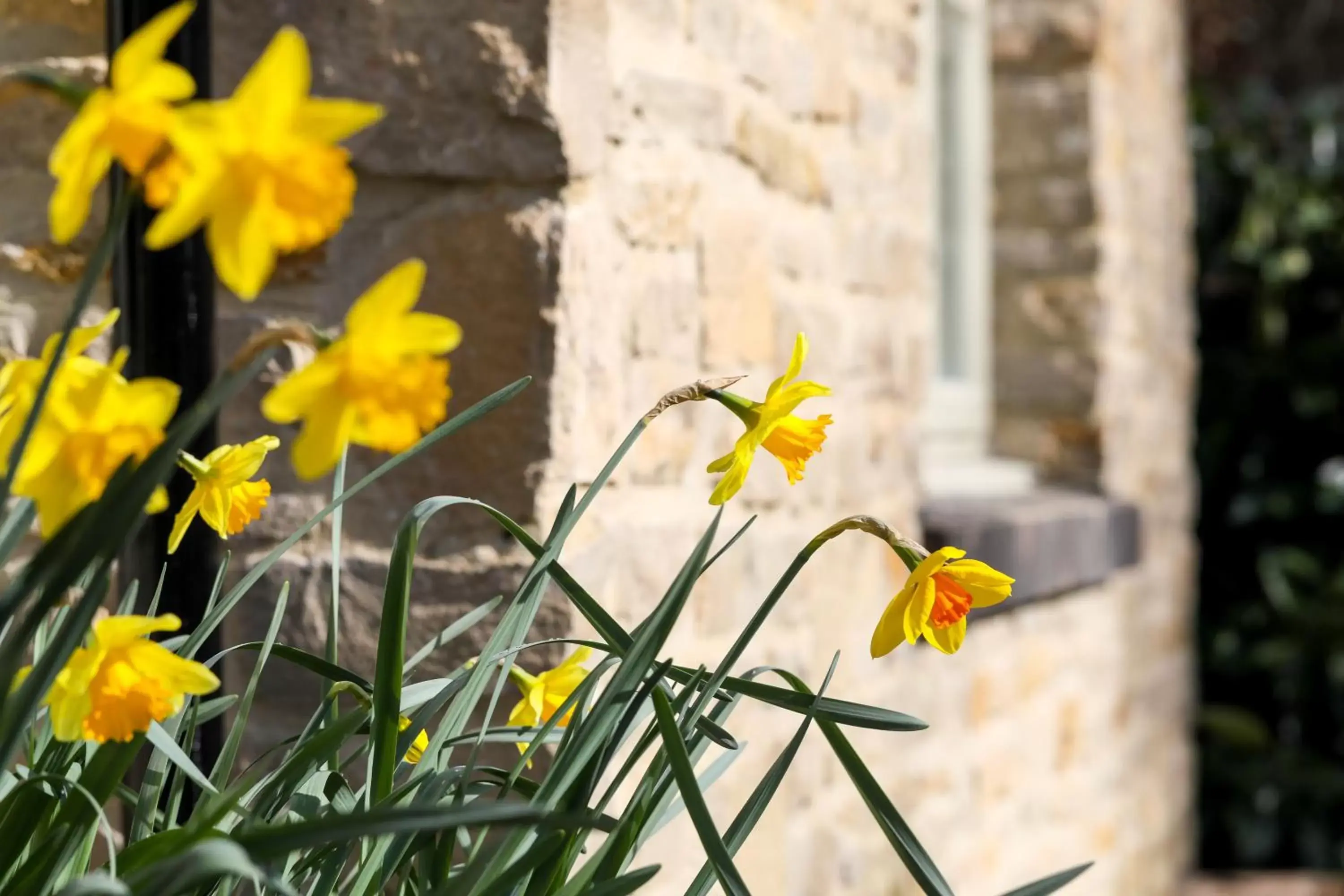 Garden in Stratton House Hotel & Spa