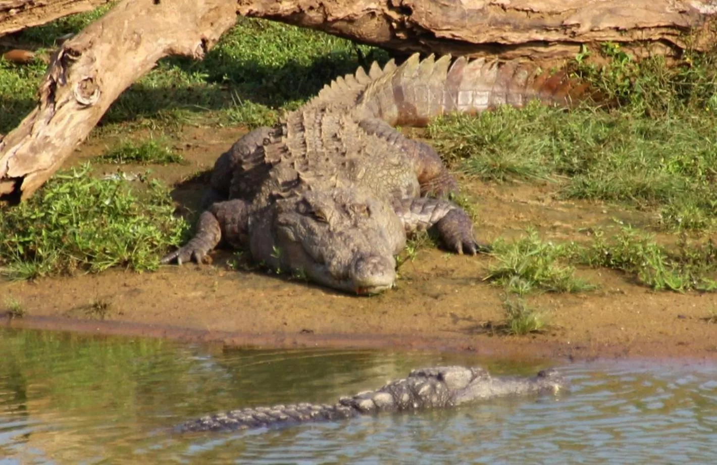 Other Animals in Jungle river humbhaha hostel