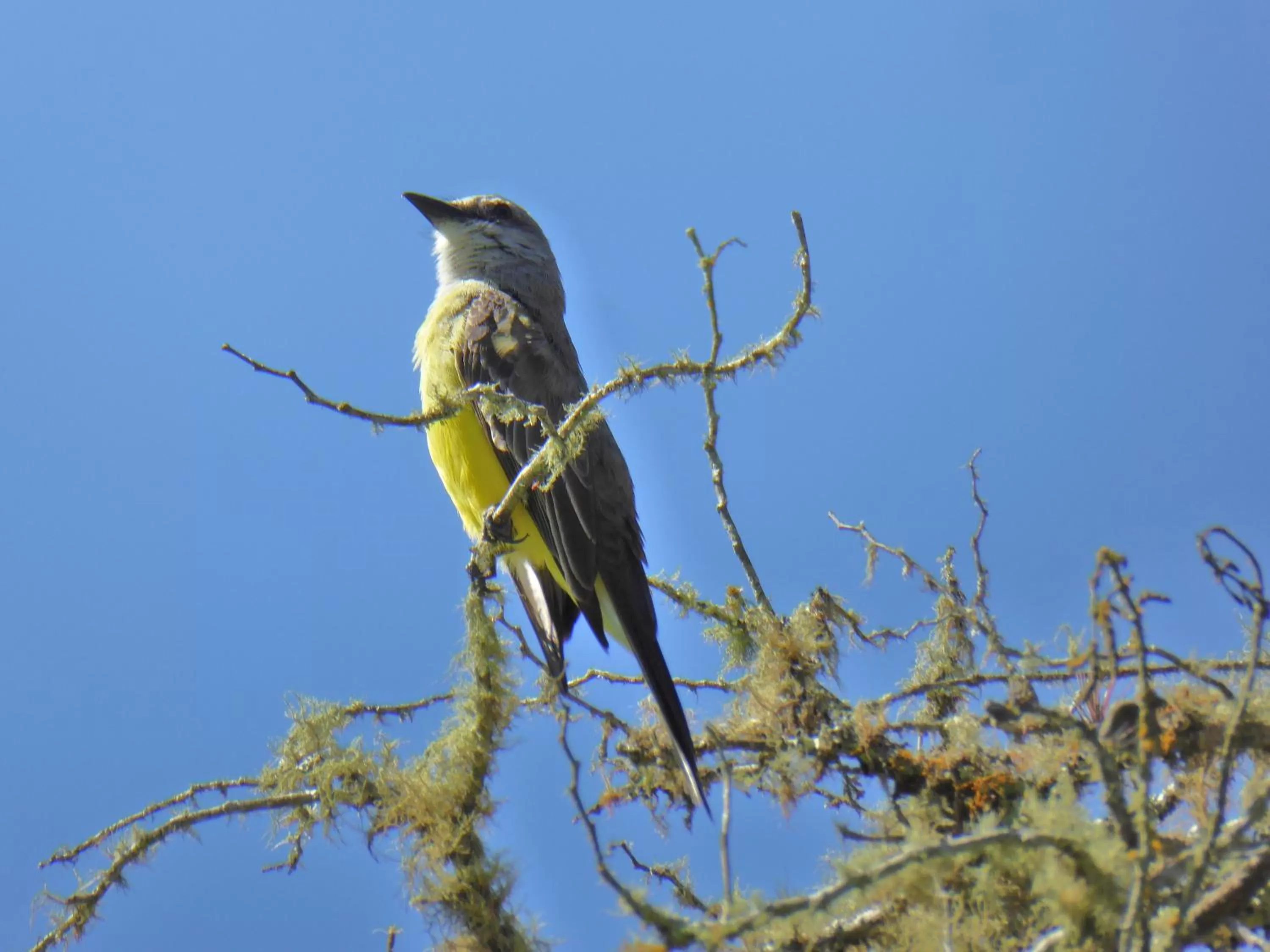 Pets in Finca El Cielo