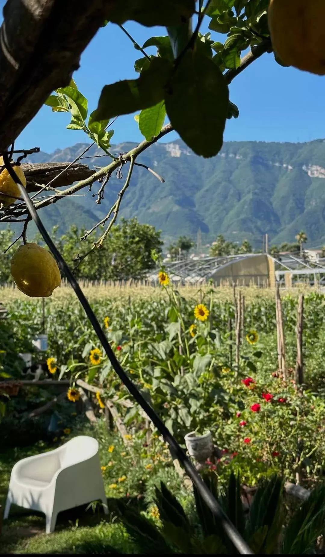 Garden in Buonocore Rooms