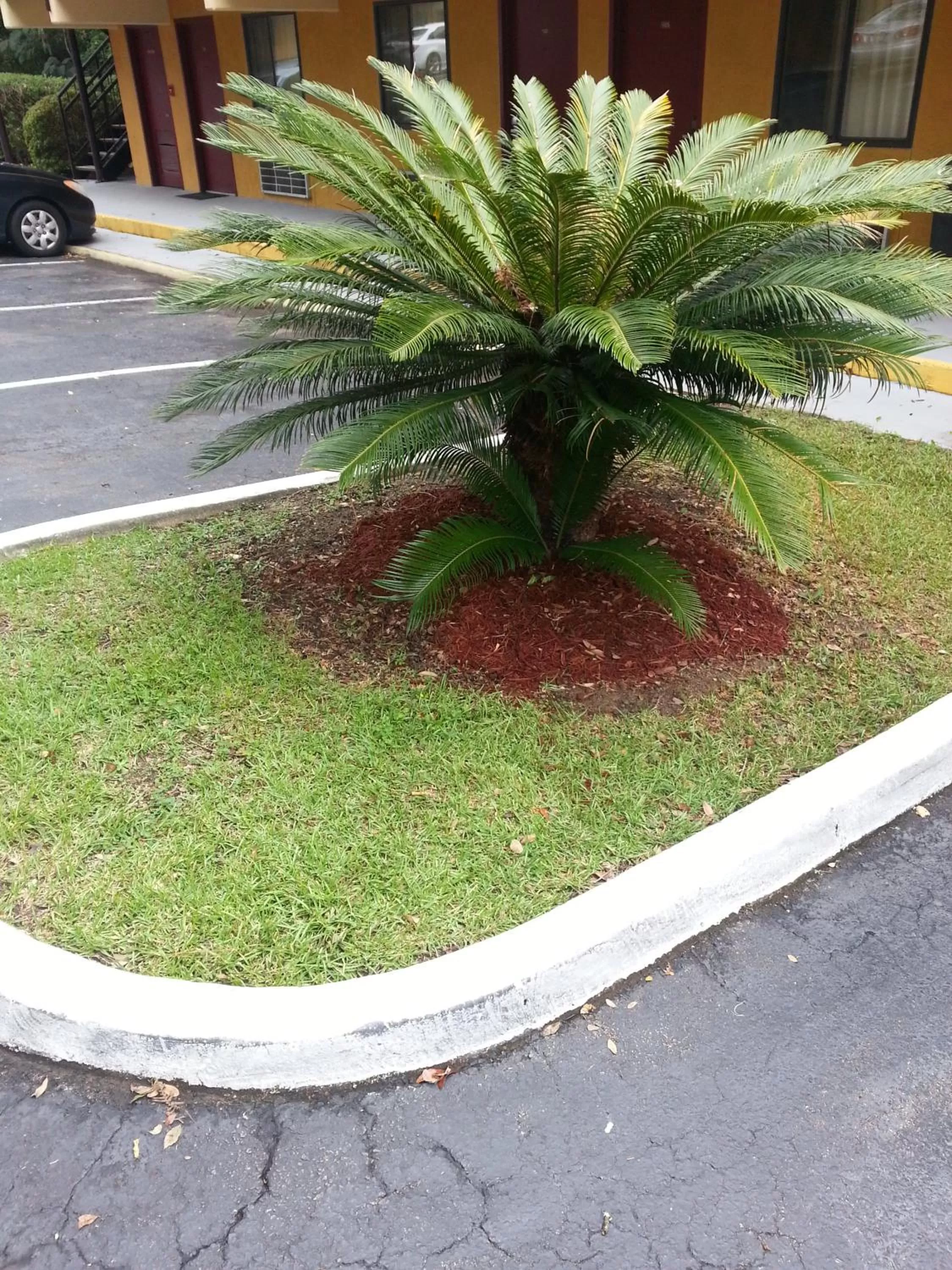 Garden in Howard Johnson by Wyndham Tallahassee