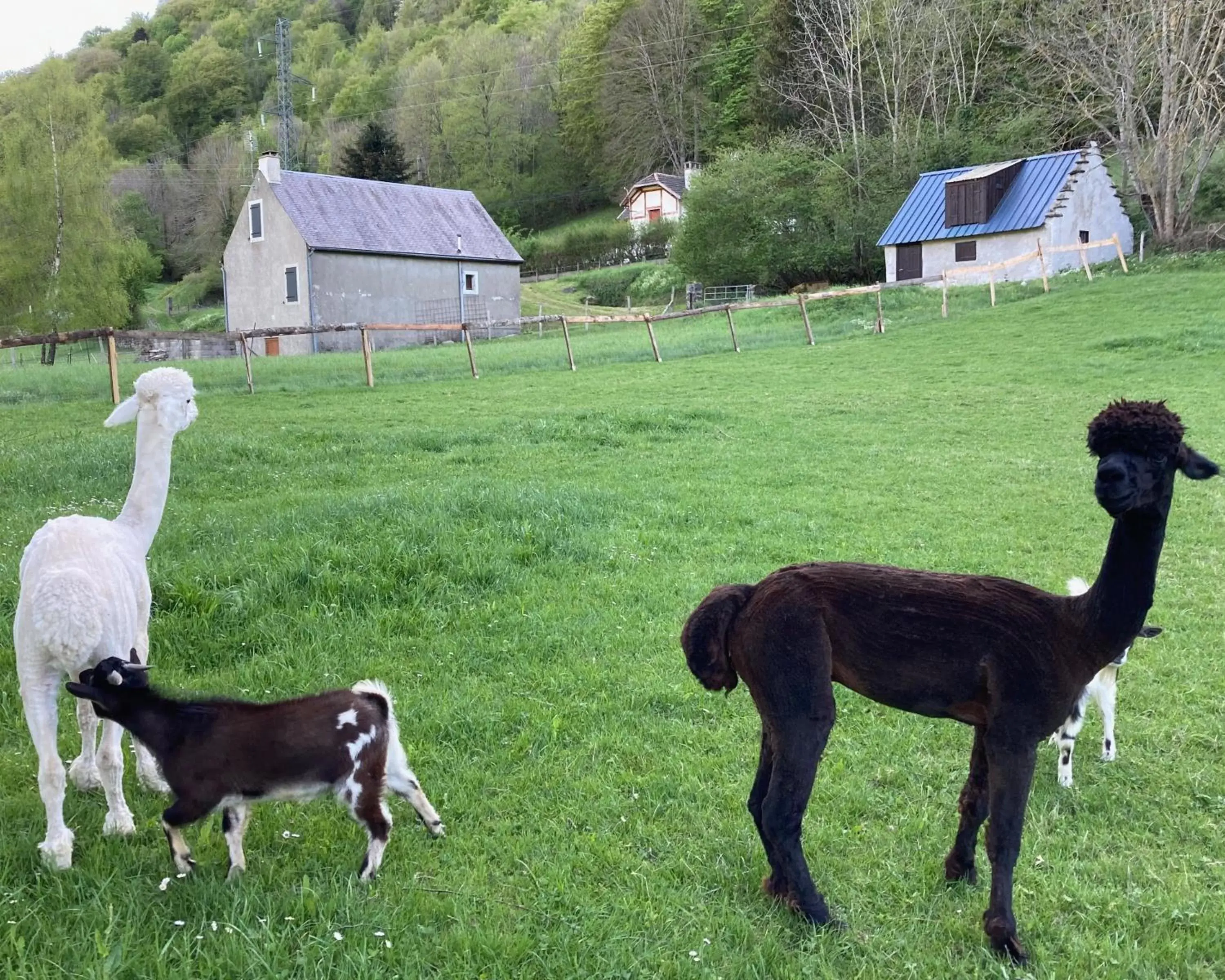 Pets, Other Animals in Chalet Ouréa