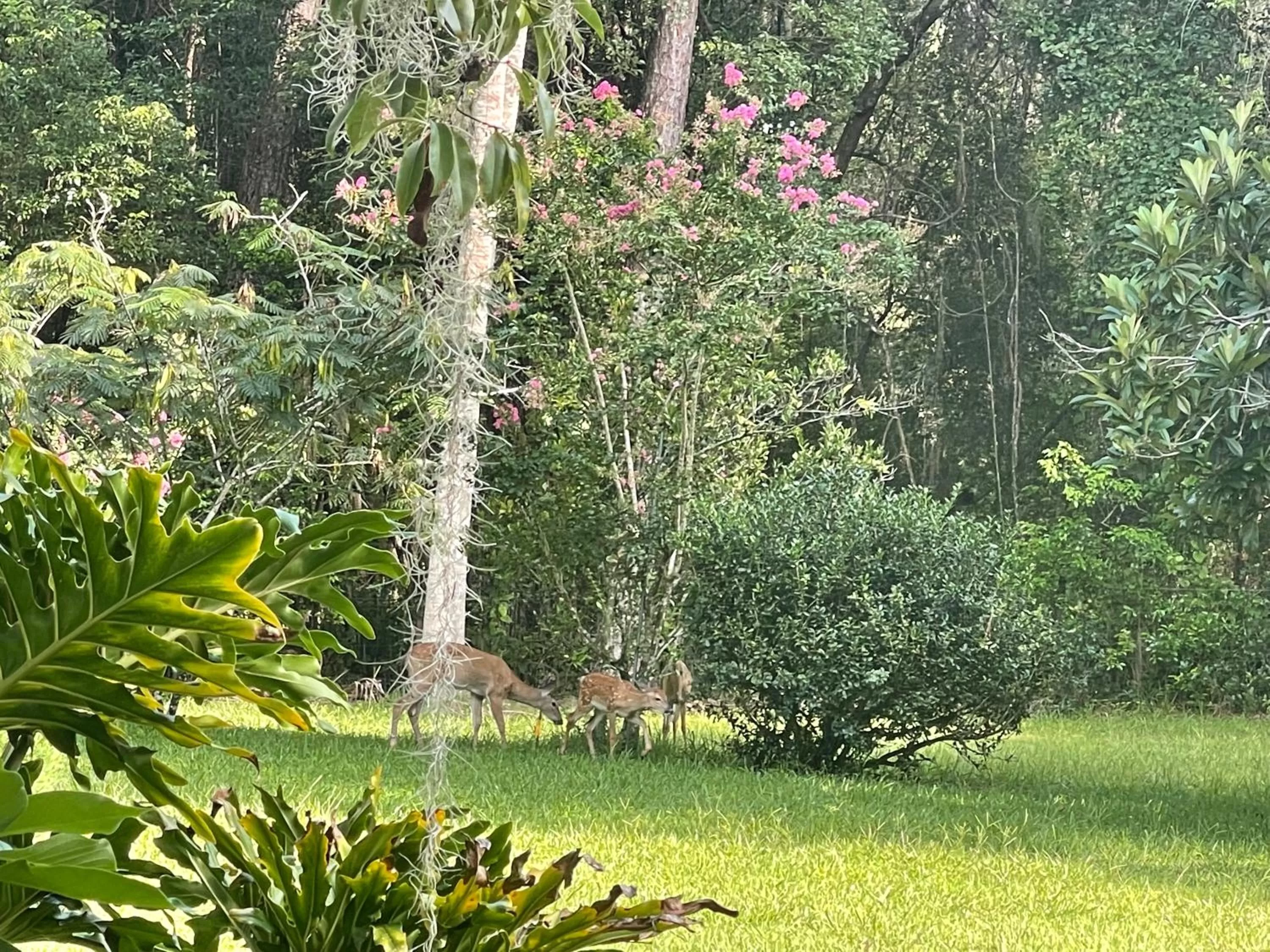 Animals, Garden in The Ann Stevens House