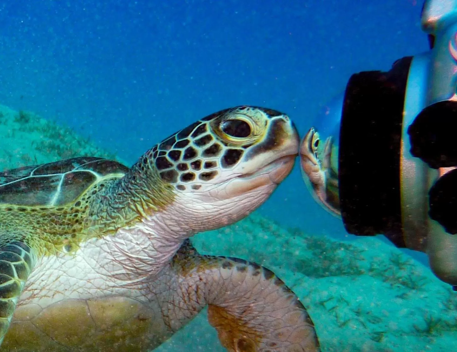 Animals in Coral Sun Beach