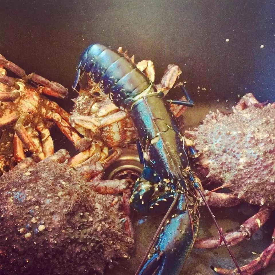 Animals in Clifden Bay Lodge