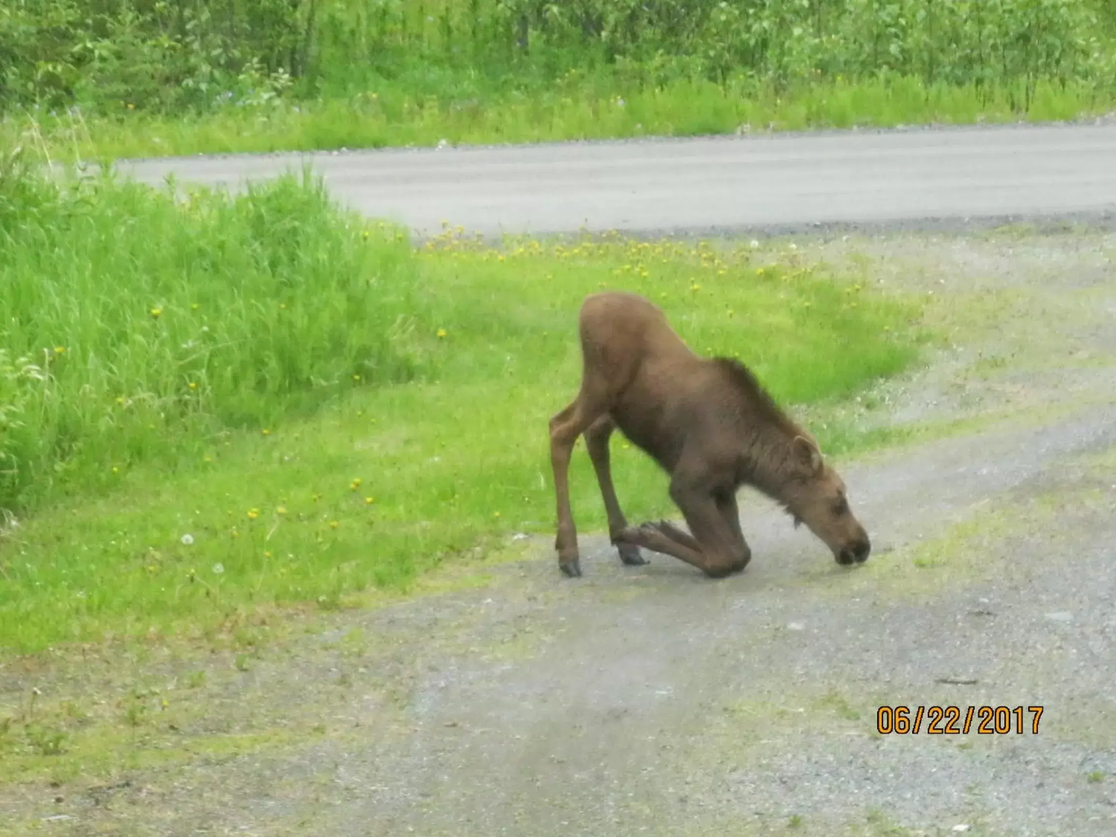 Animals, Other Animals in Whispering Winds Retreat B&B