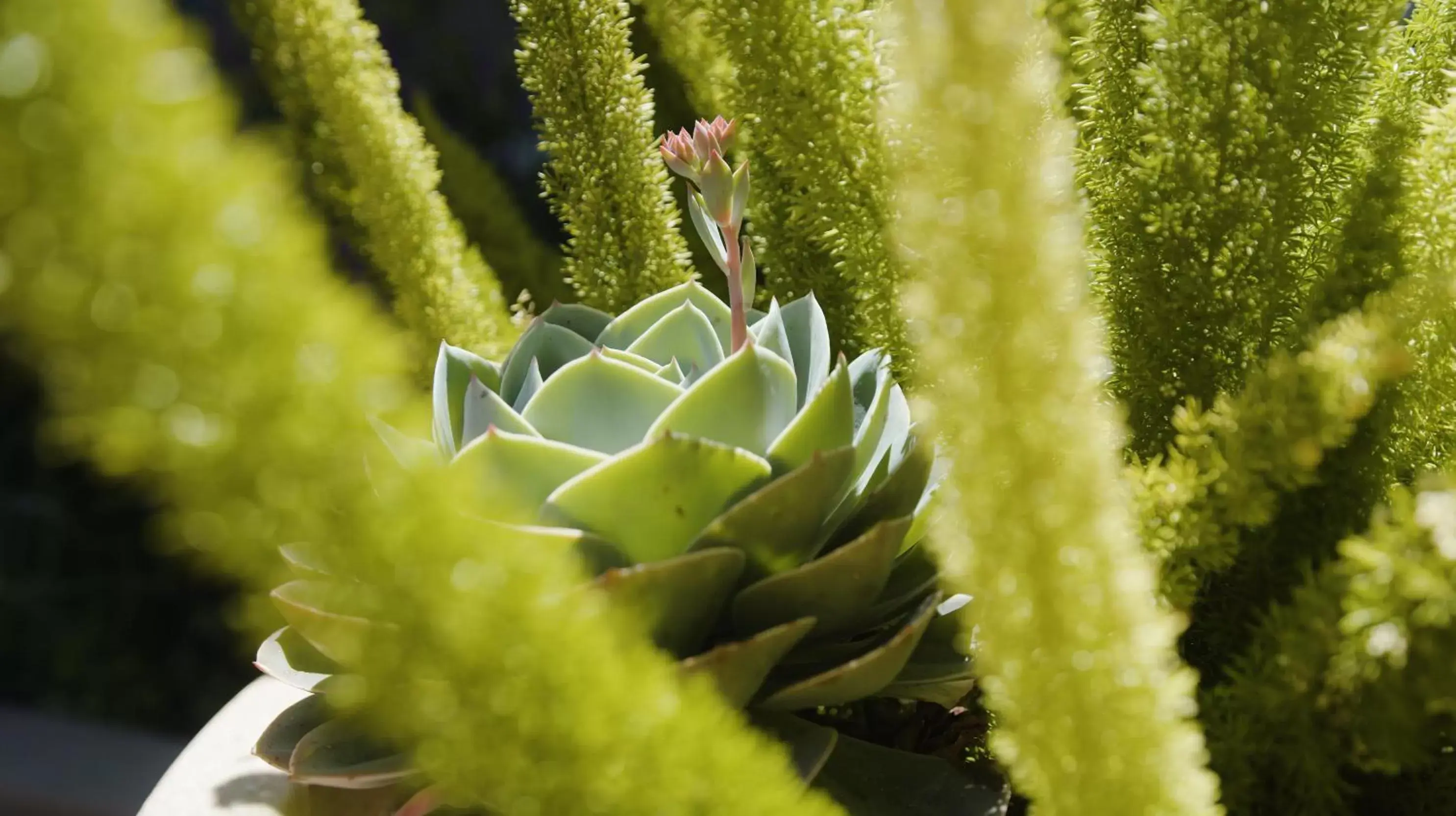 Garden, Other Animals in Avila Lighthouse Suites