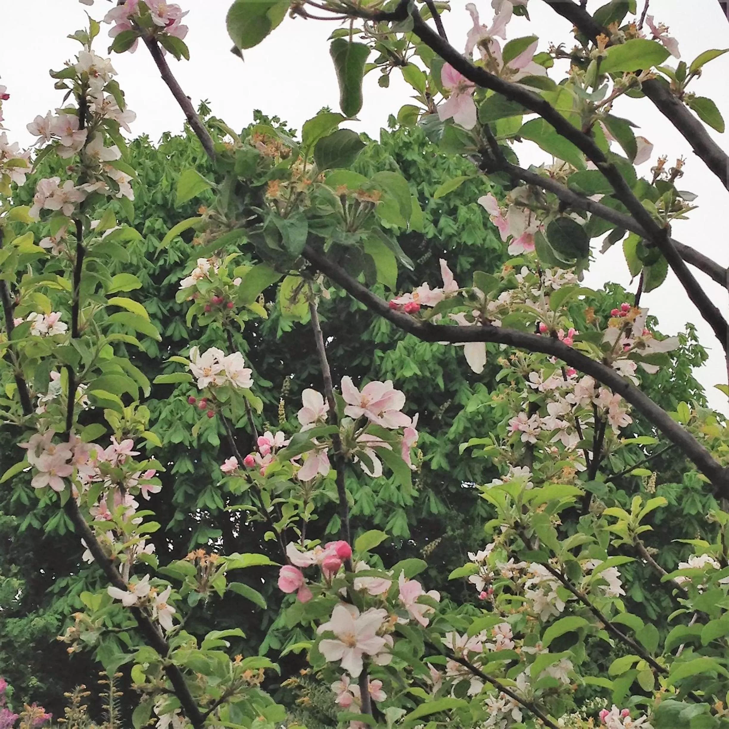 Spring in B&B Coupure