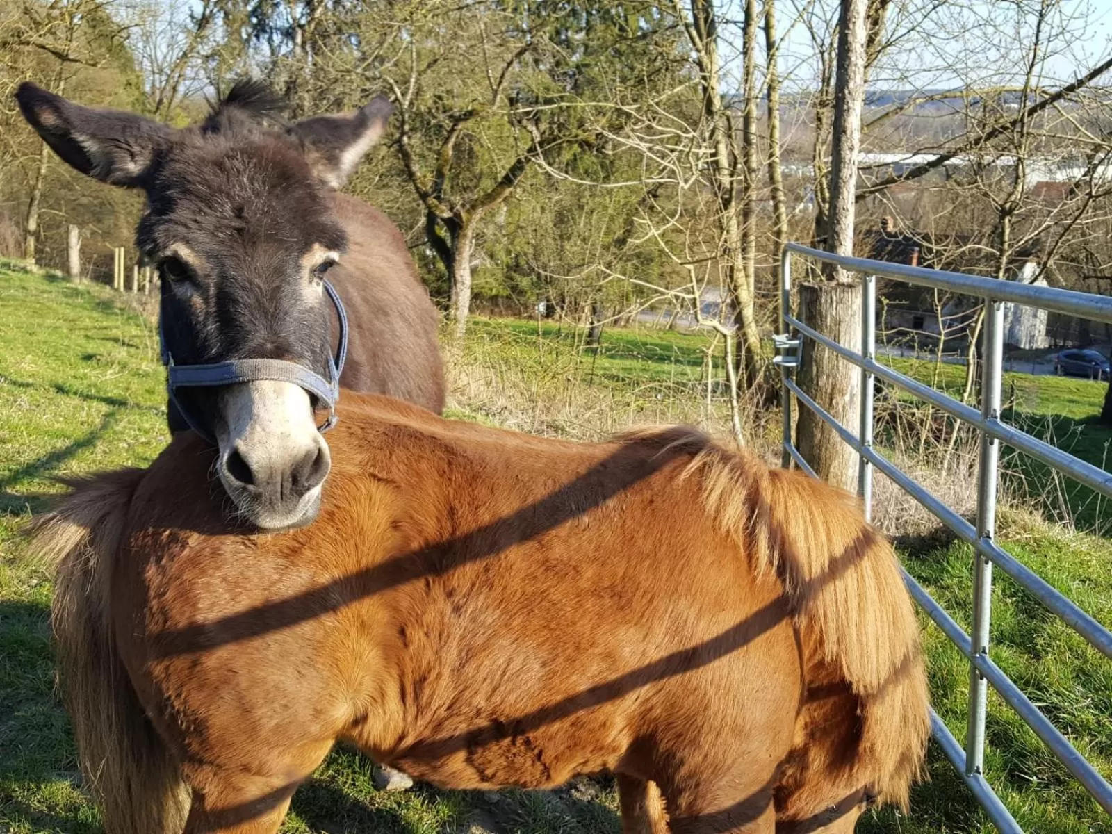 Animals in Sunhill Appartments, klimatisiert