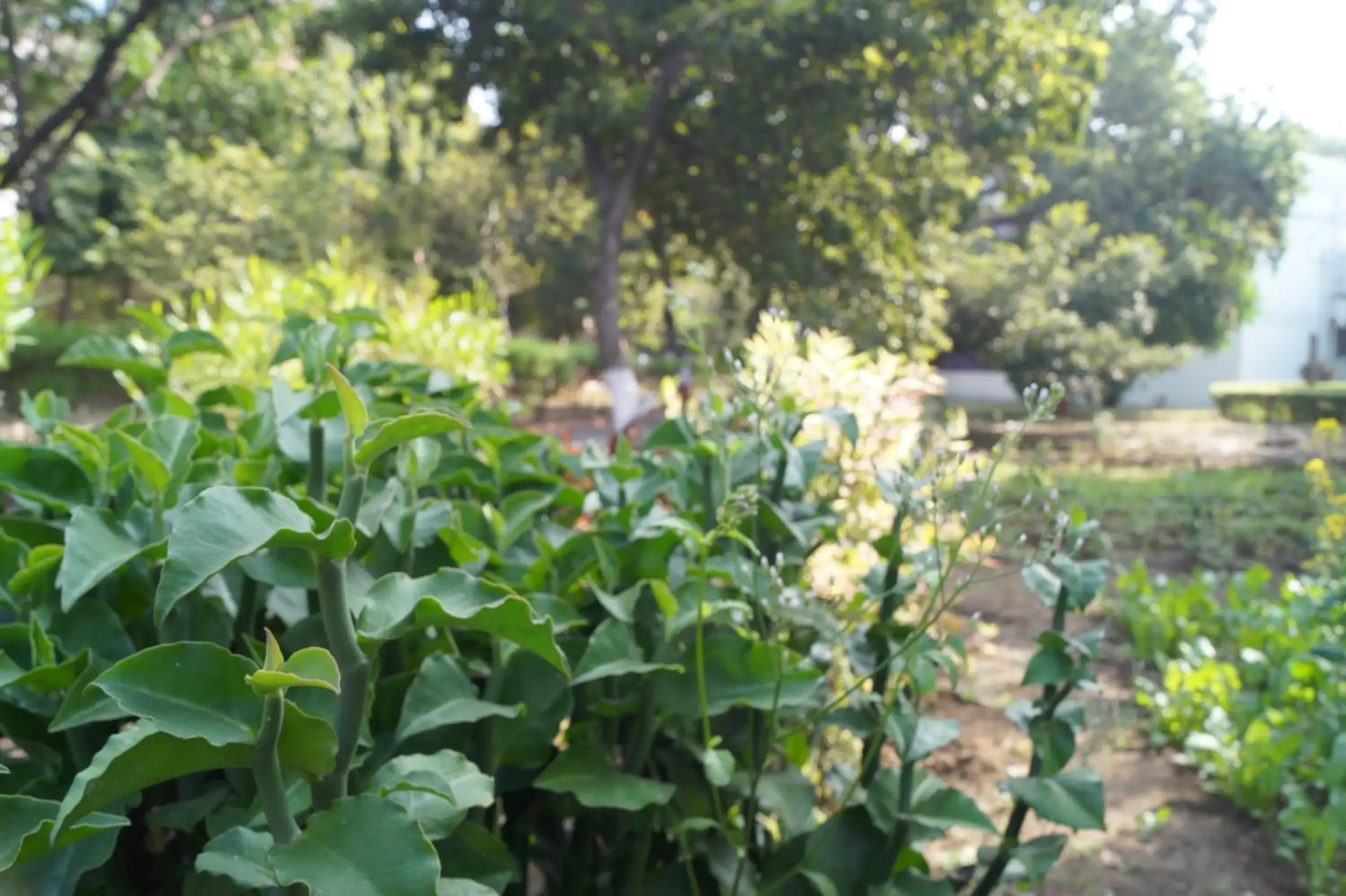 Garden in The Ambassador Ajanta