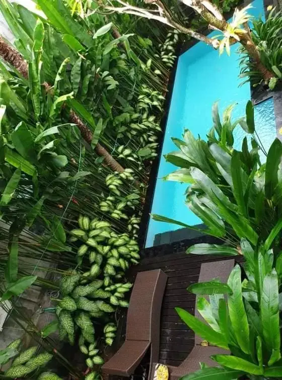 Swimming pool, Pool View in The Pavilion Hotel Kuta