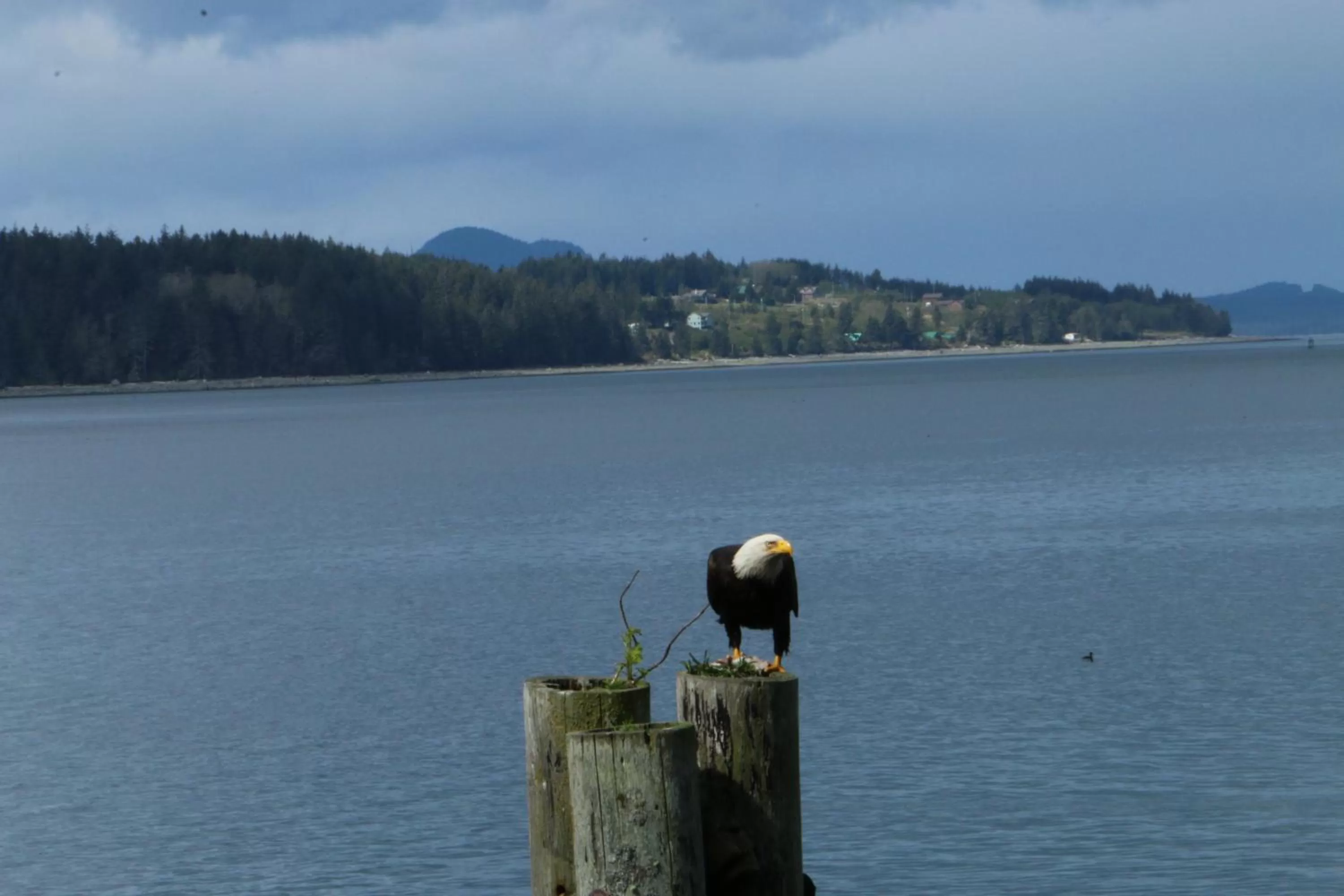 Natural landscape in Nimpkish Hotel