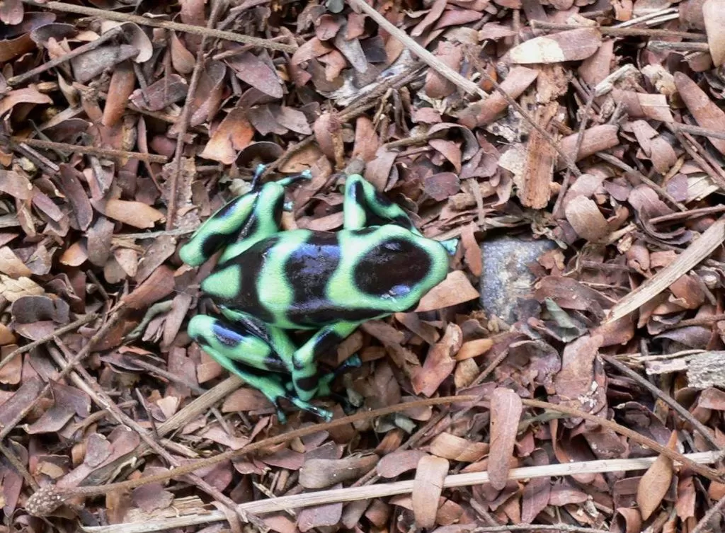 Other Animals in La Purruja Lodge