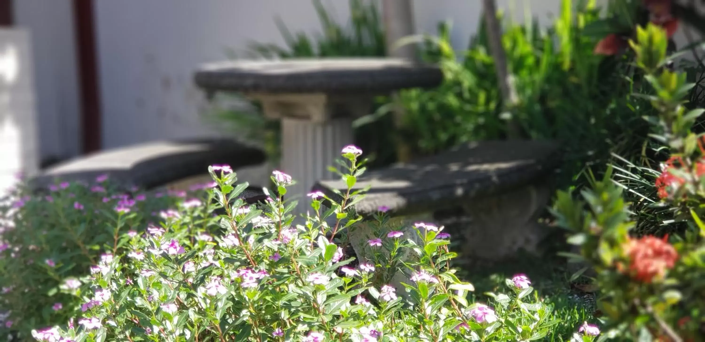 Garden view in ALAJUELA CITY Hotel & Guest House