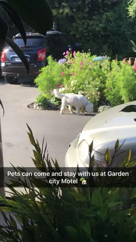 Pets in Garden City Motel