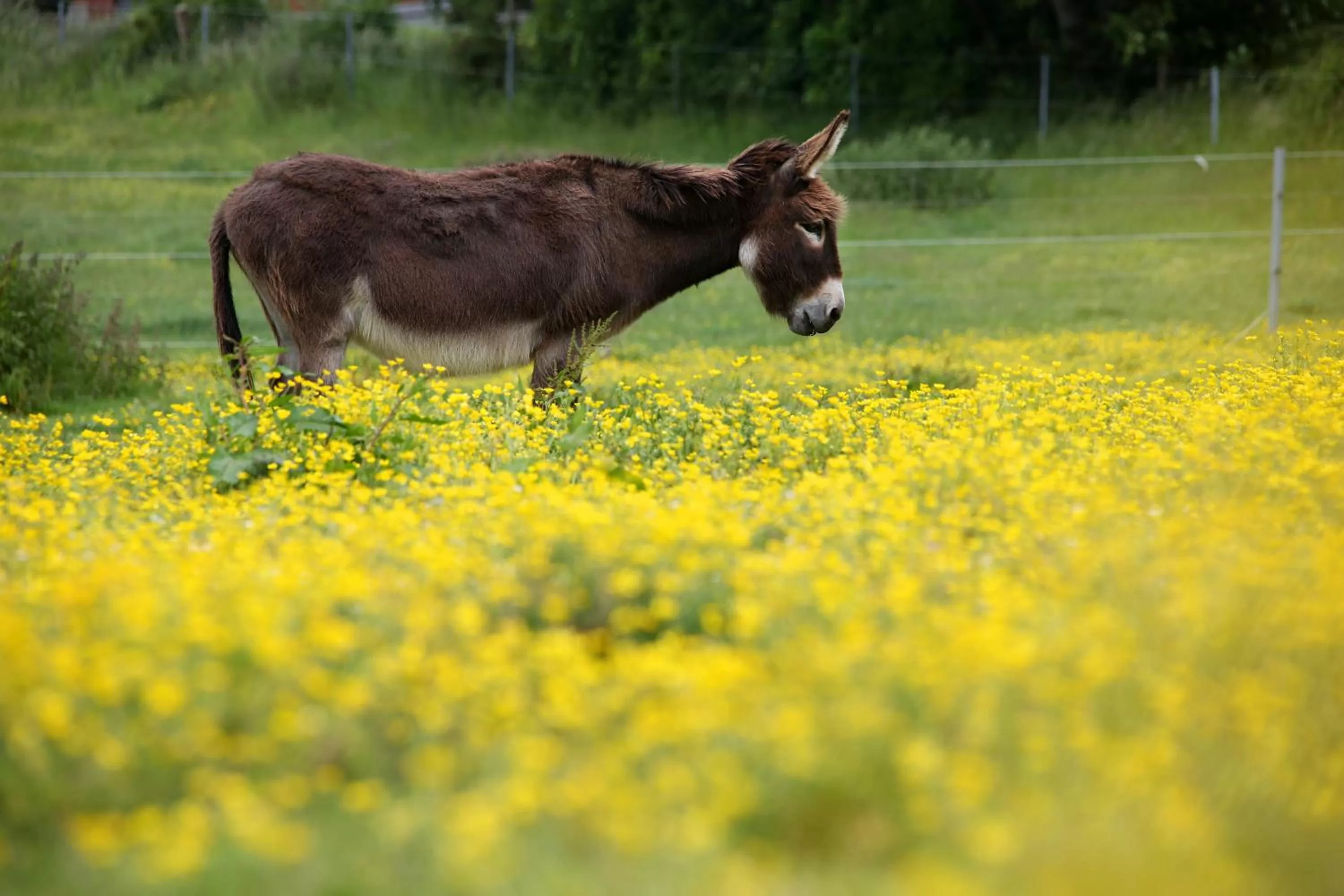 Pets, Other Animals in B&B Ferme Château de Laneffe