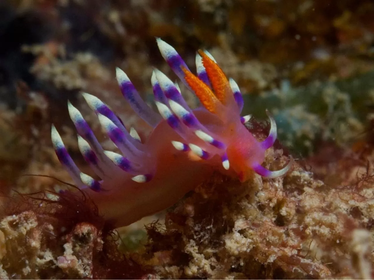 Diving in Punta Bulata White Beach Resort & Spa