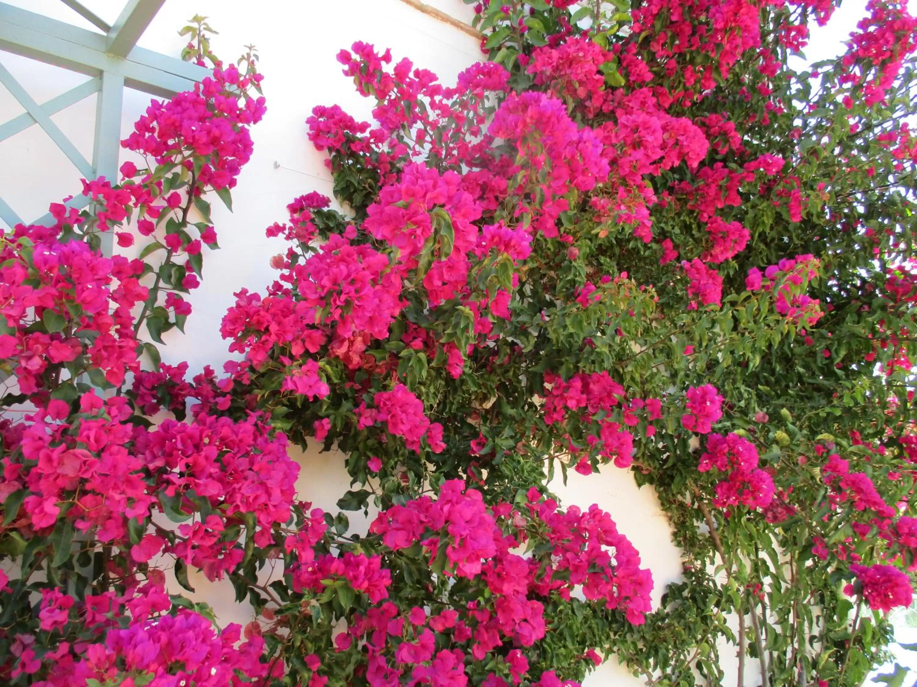 Garden in Casa Laibon