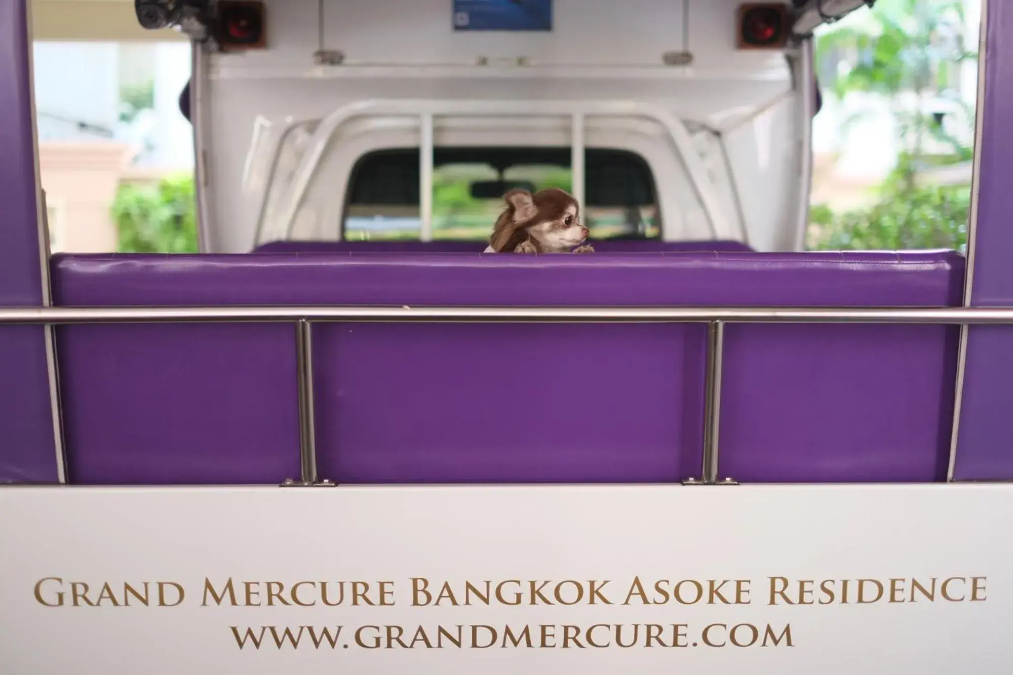 Pets in Grand Mercure Bangkok Asoke Residence
