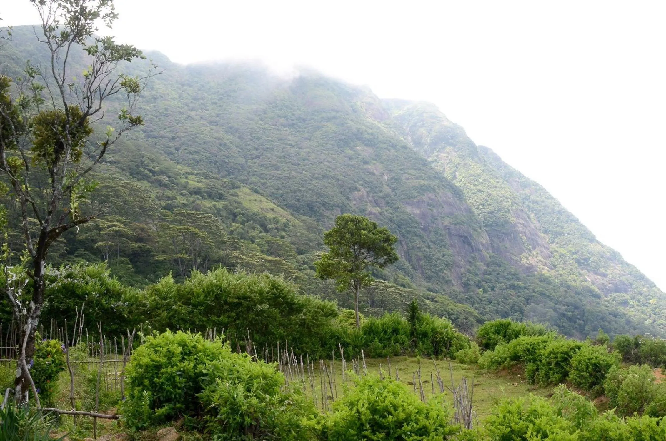 Garden view in Sir John's Bungalow
