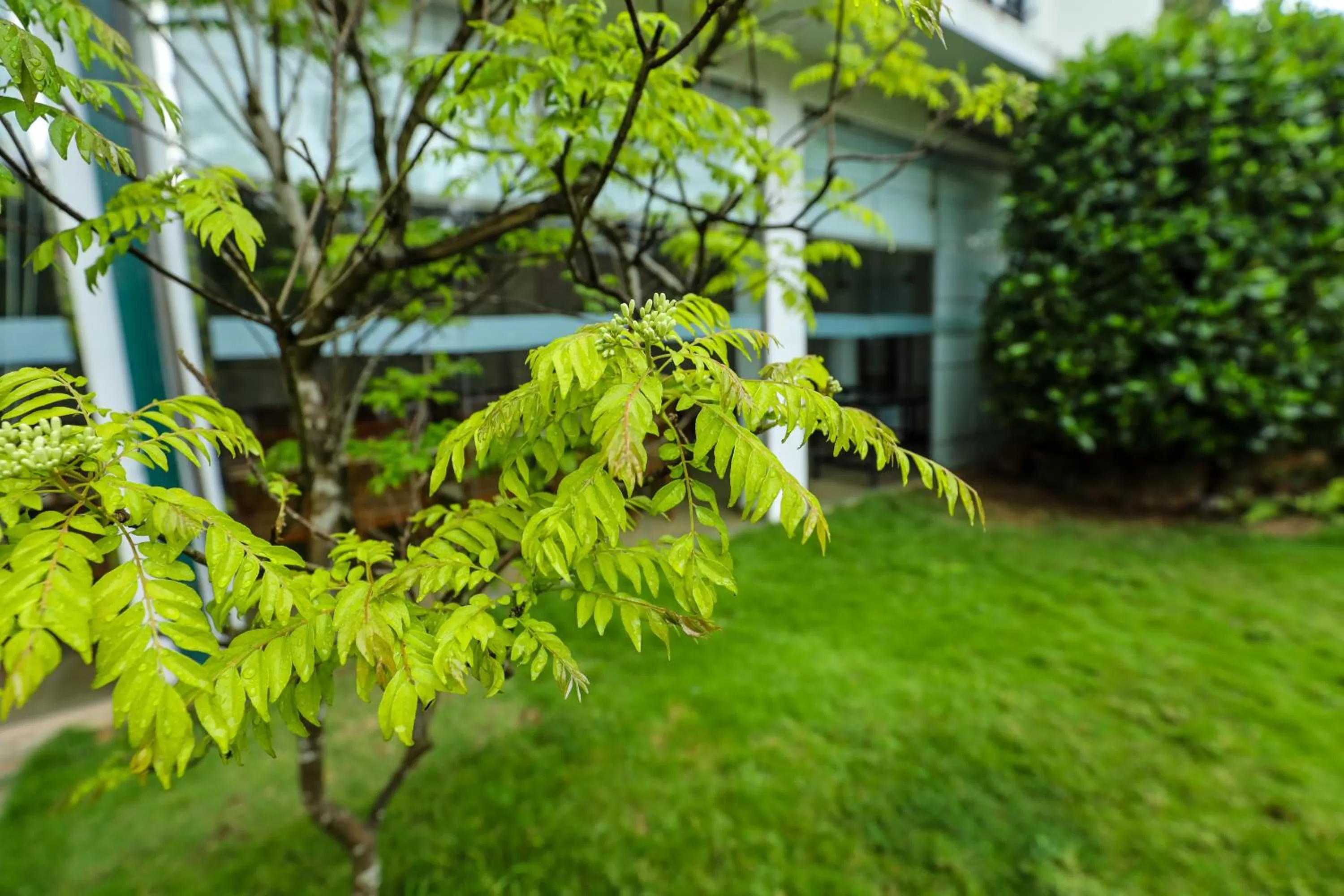 Garden in Hotel Ganthera Kandy