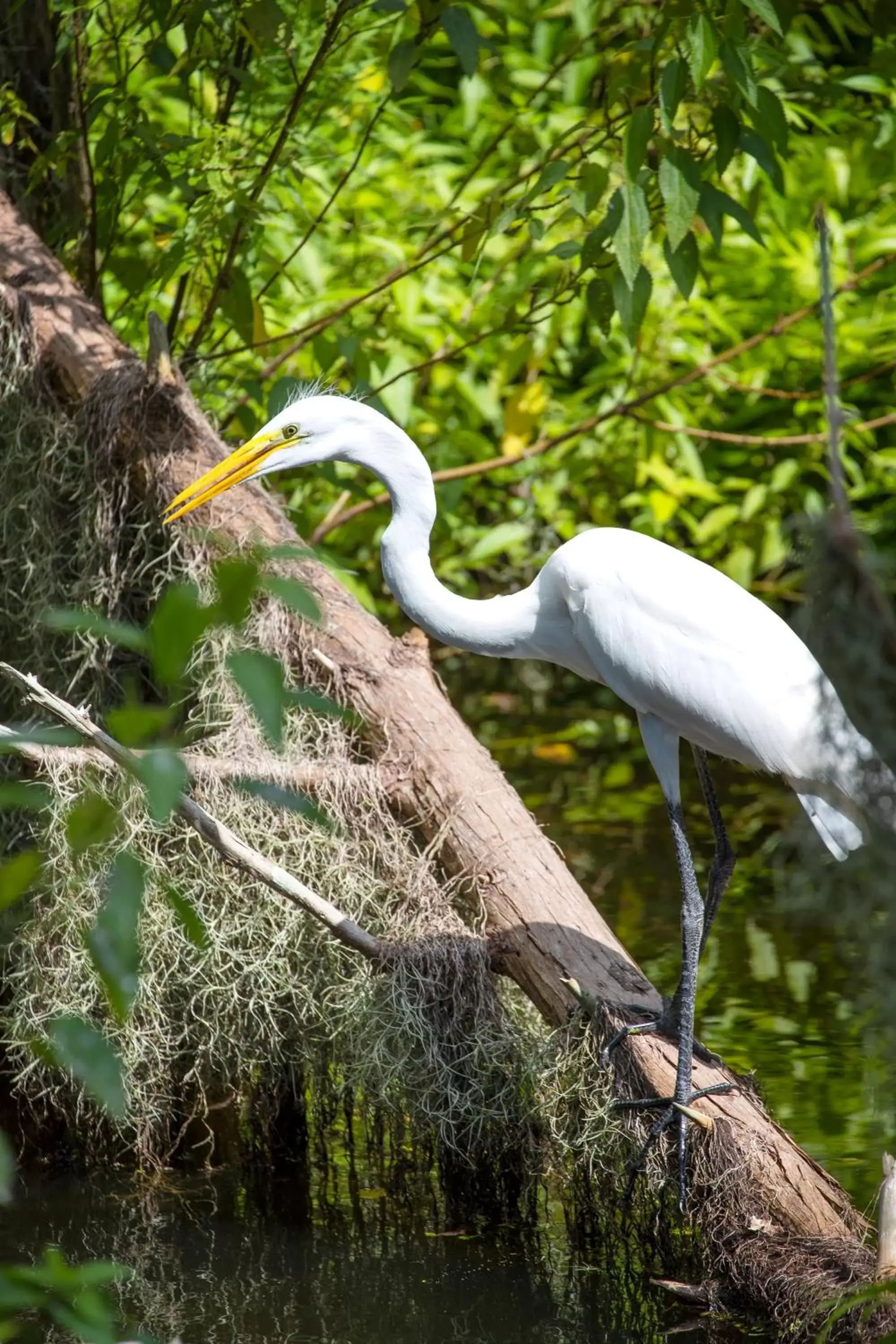 Natural landscape, Other Animals in Saddlebrook Golf Resort & Spa Tampa North-Wesley Chapel