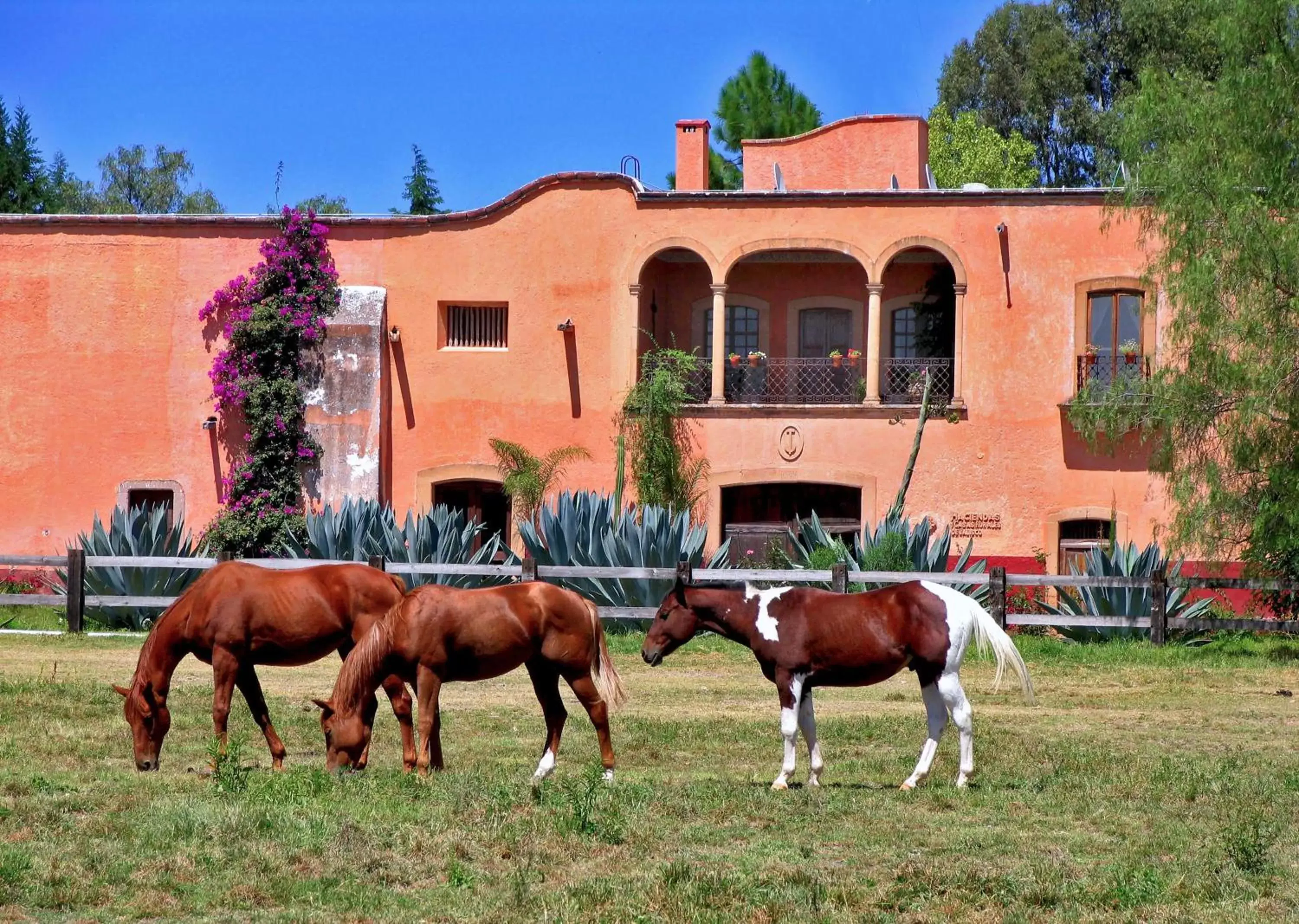 Horse-riding, Other Animals in Hacienda Sepulveda Hotel & Spa