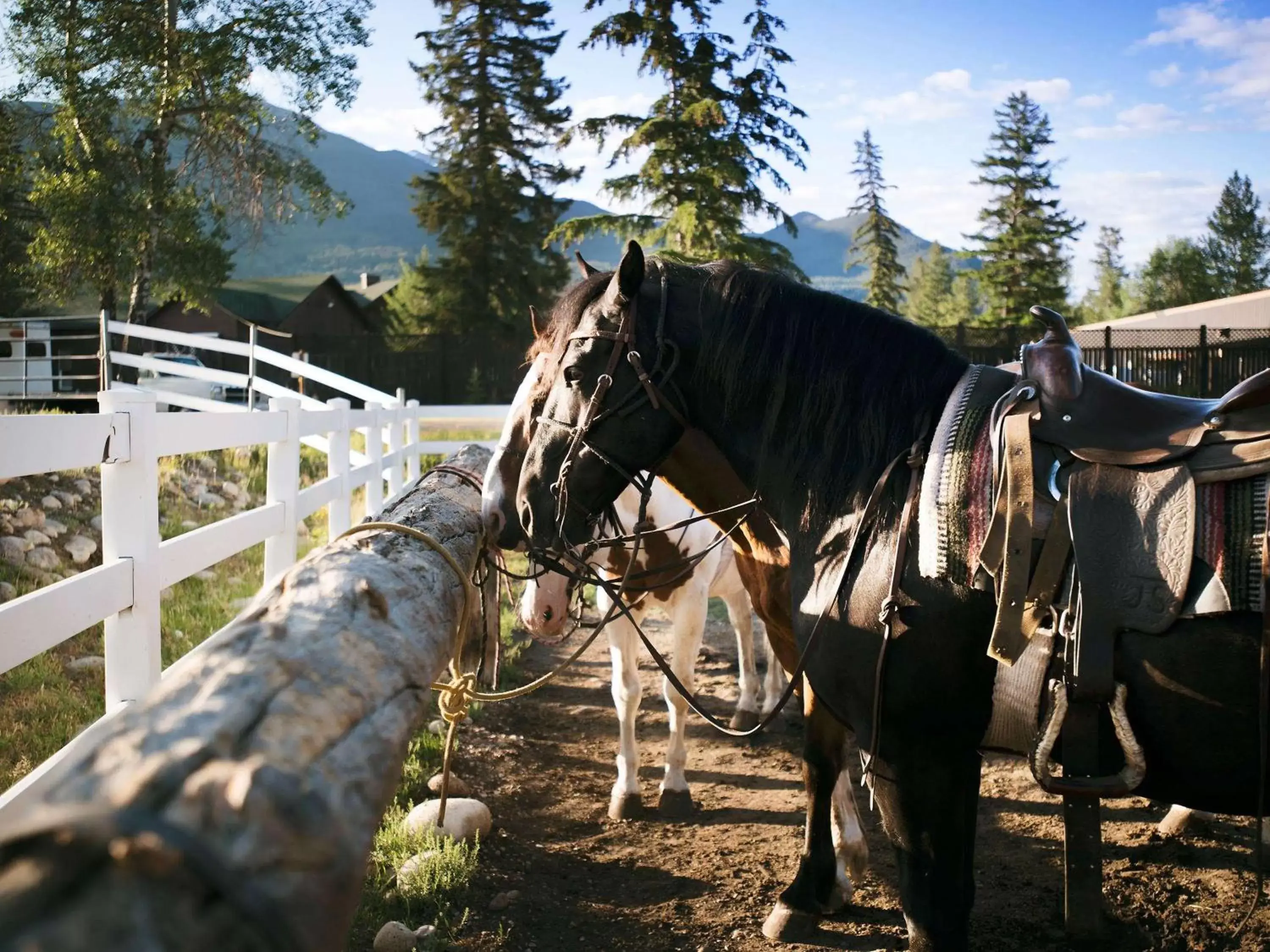 On site, Other Animals in Fairmont Jasper Park Lodge