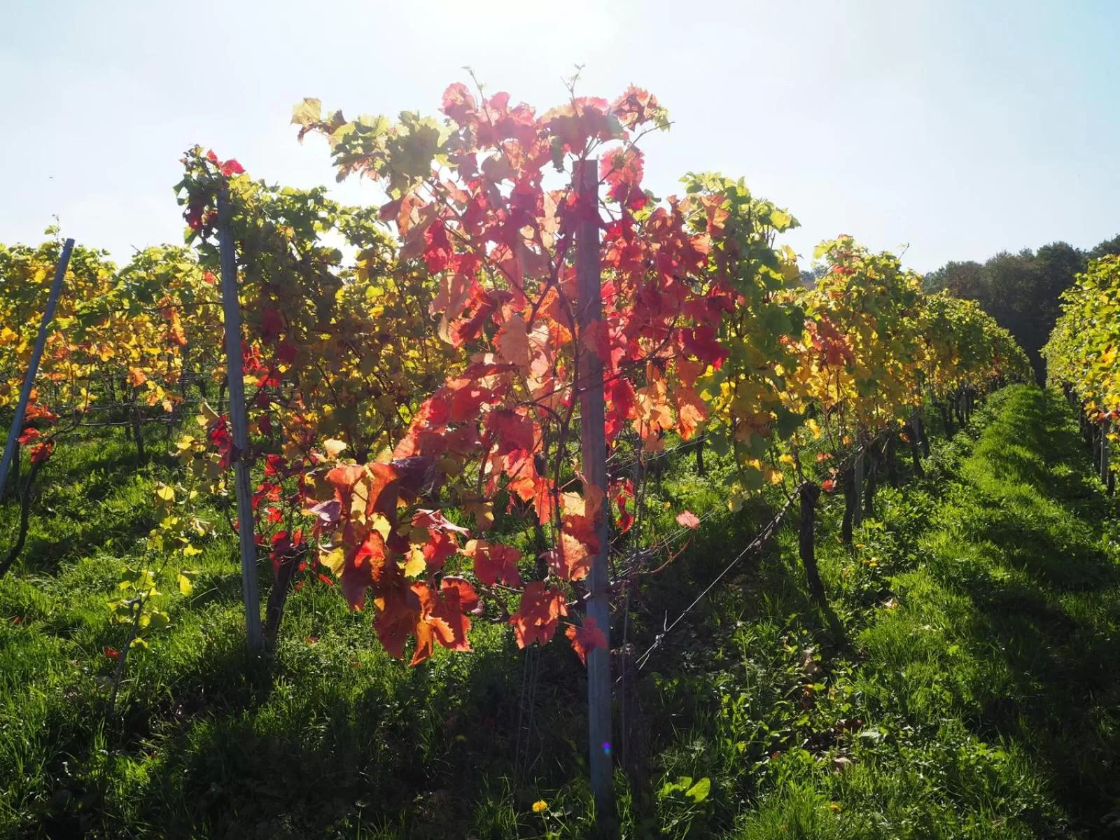 Garden in Hotel Brull
