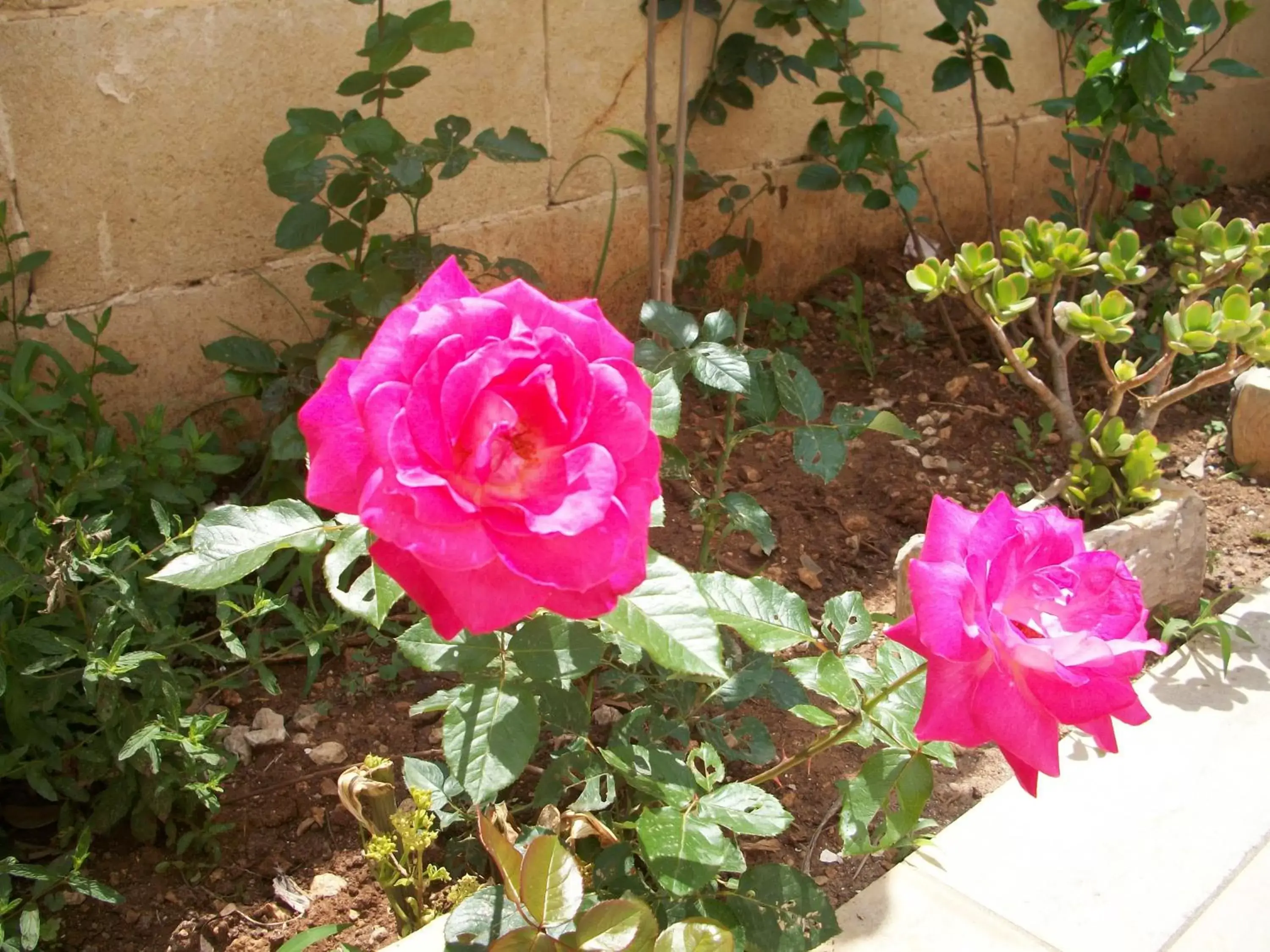 Garden in La Corte di Leuca Residence & SPA