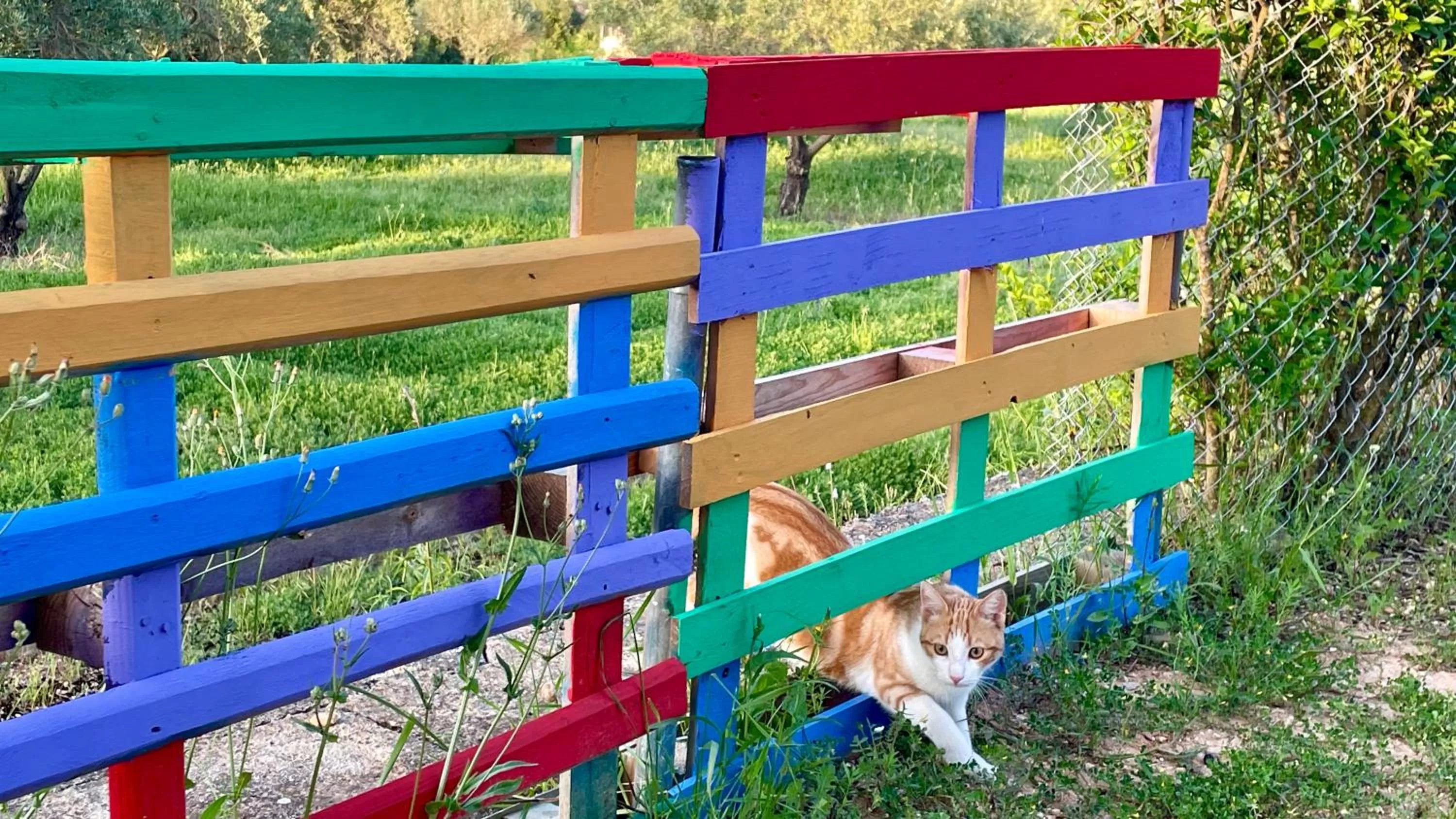 Pets in Finca La Higuera - Boutique B&B