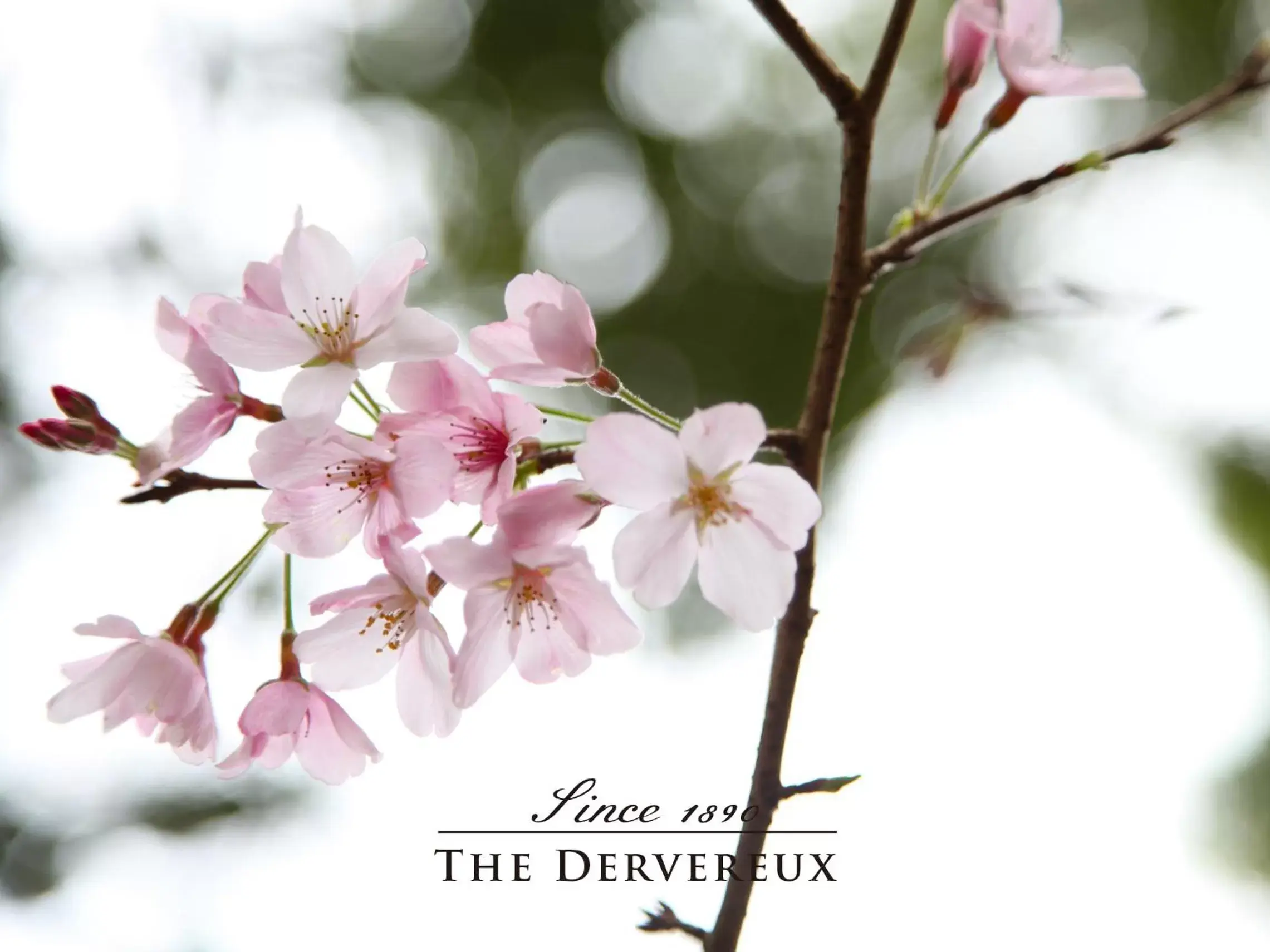 Spring in The Devereux Boutique Hotel