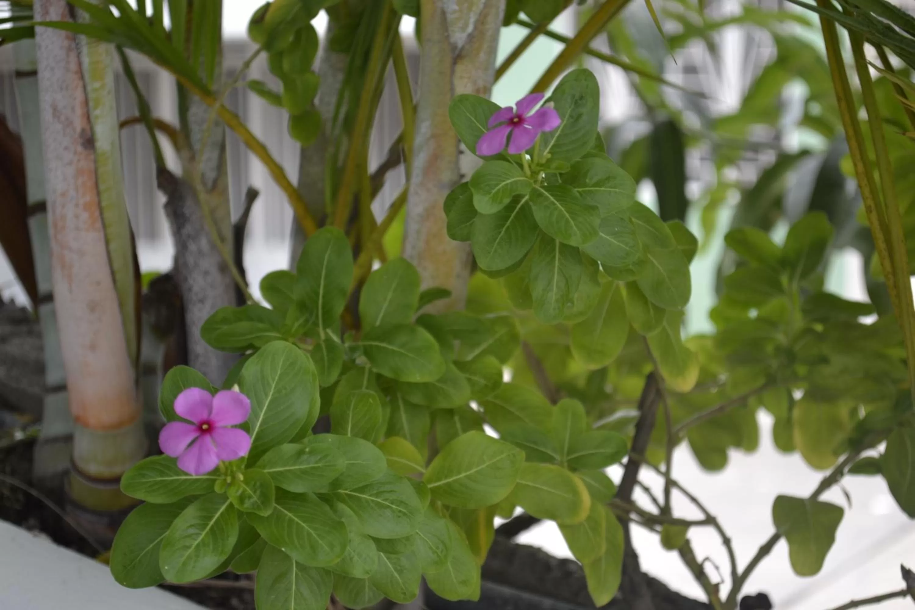 Garden in Mirador de San Jorge