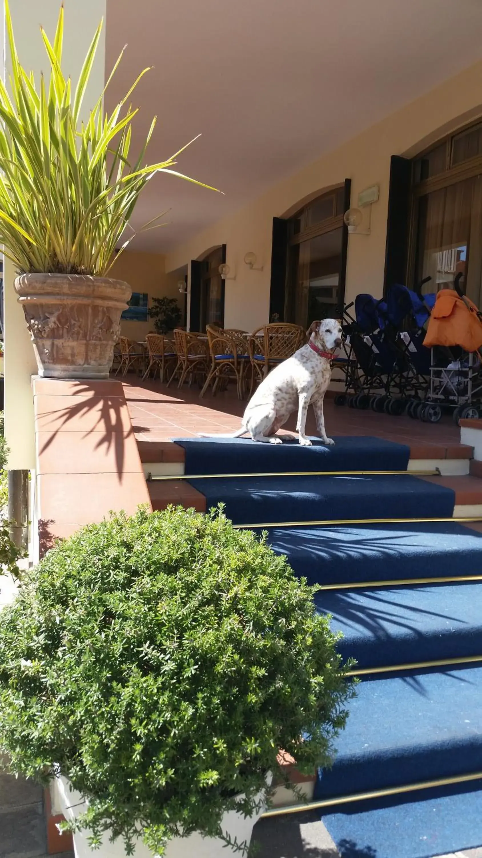 Pets in Hotel Splendid