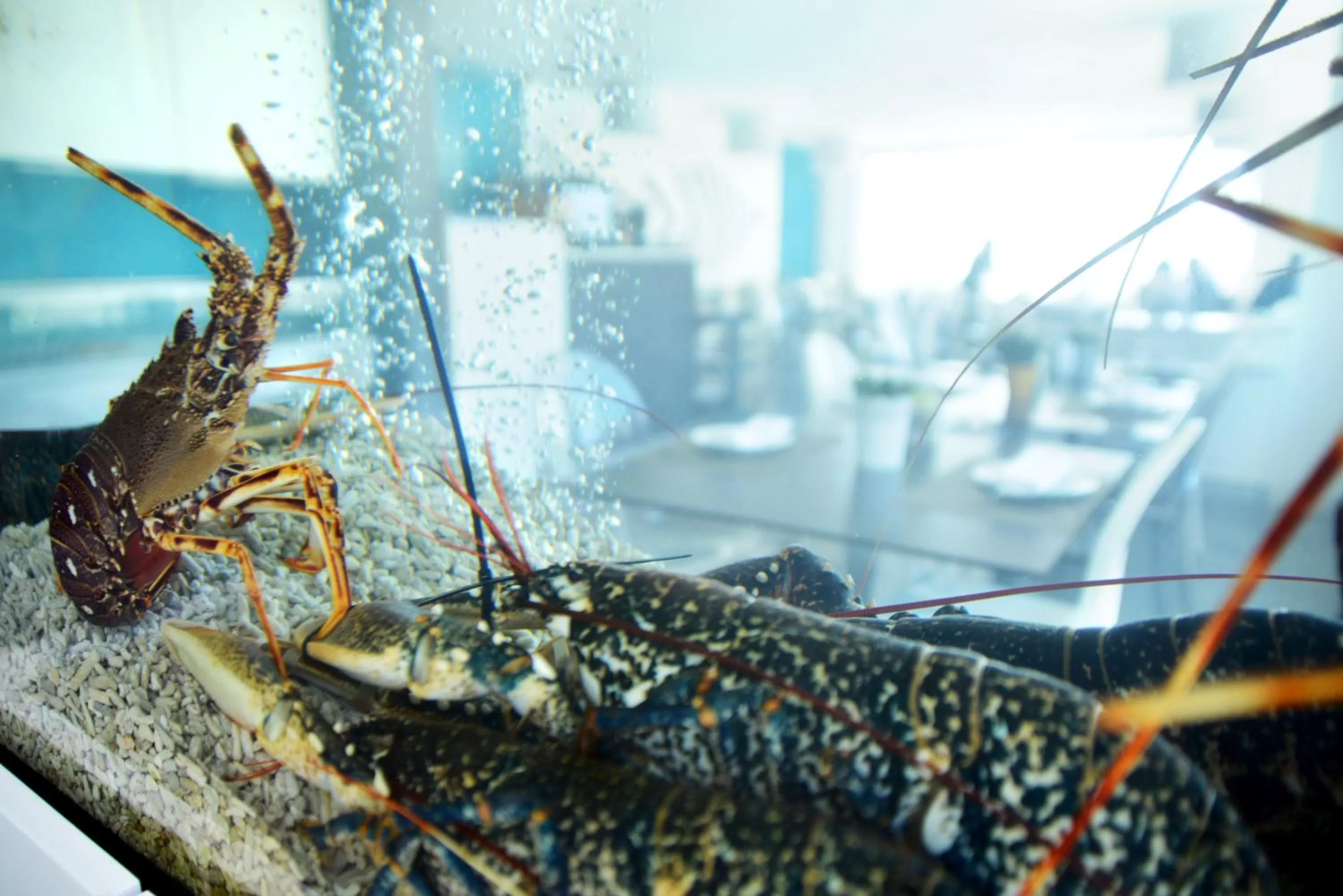 Restaurant/places to eat in Hotel Mar Bravo